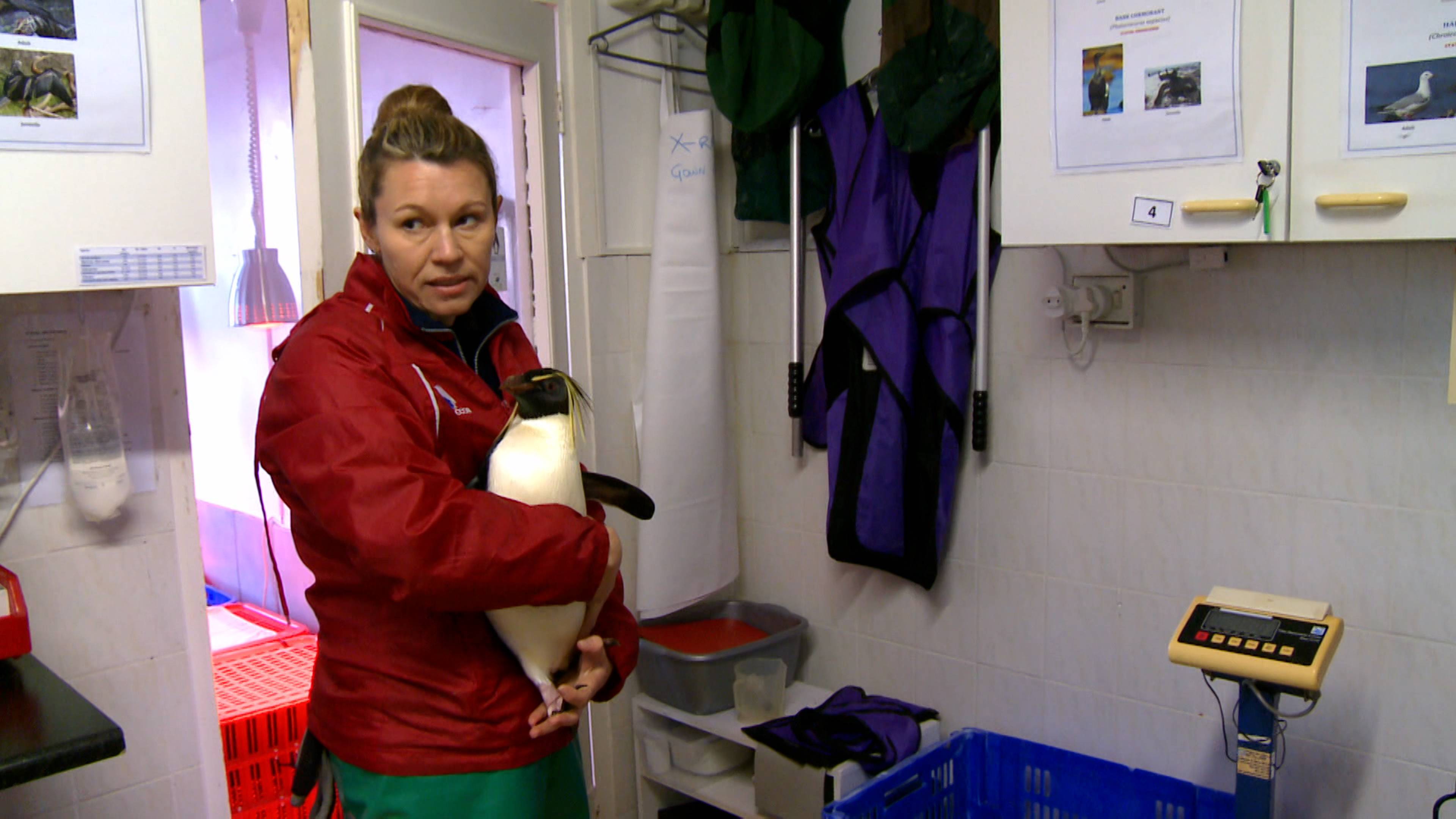 البطريق البدين