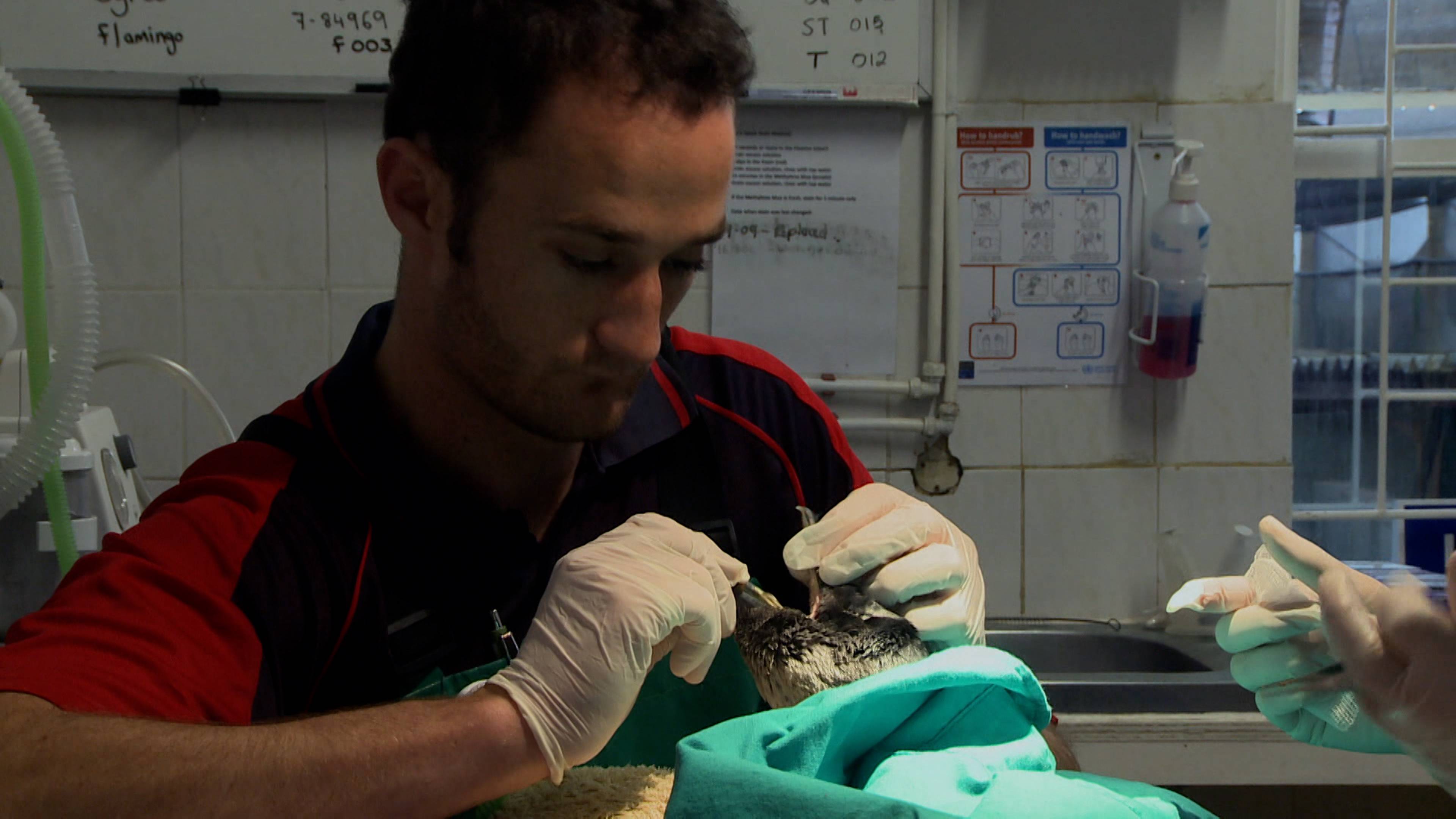 الناجي الوحيد