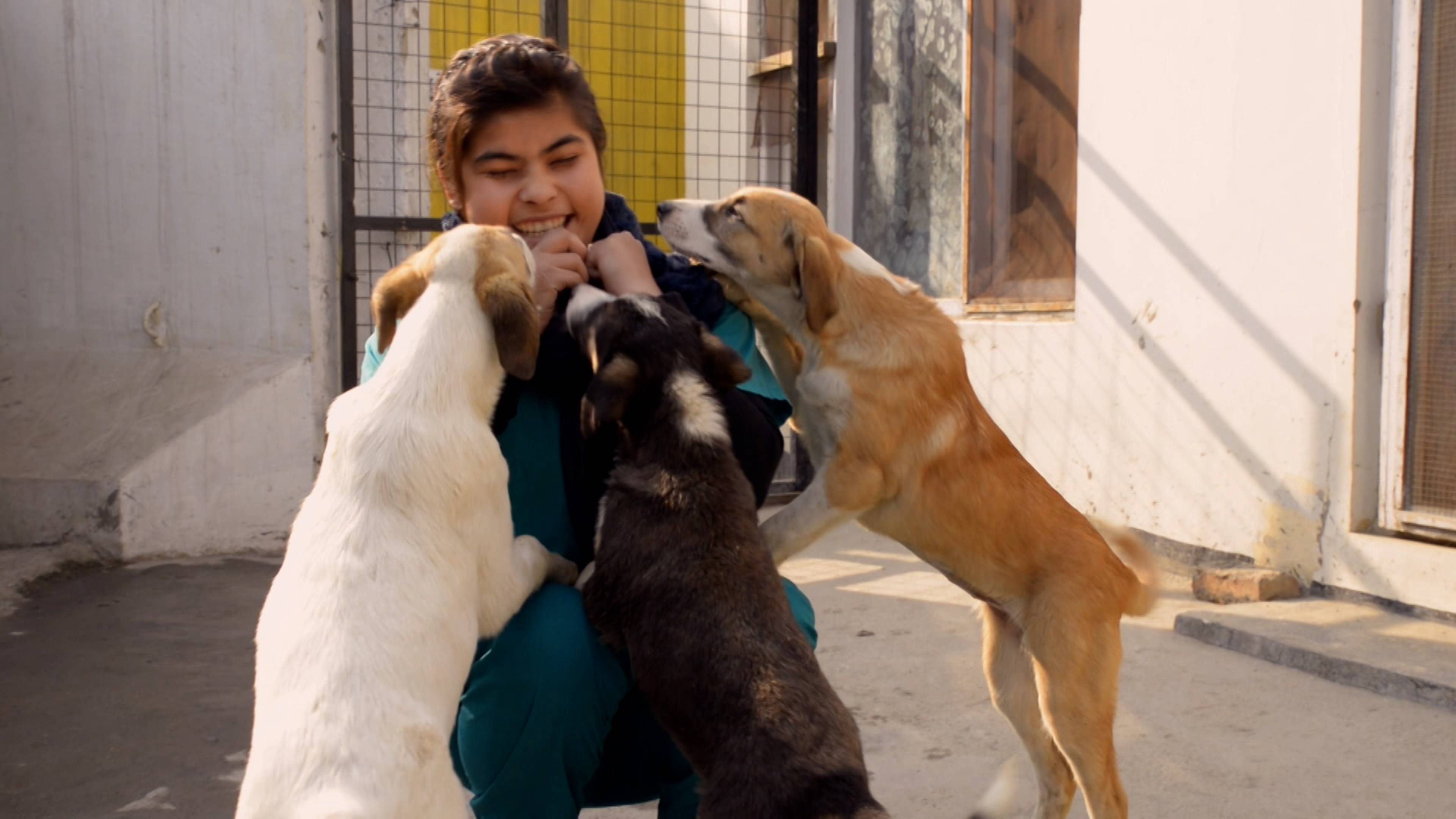 Pen and the Dogs of War