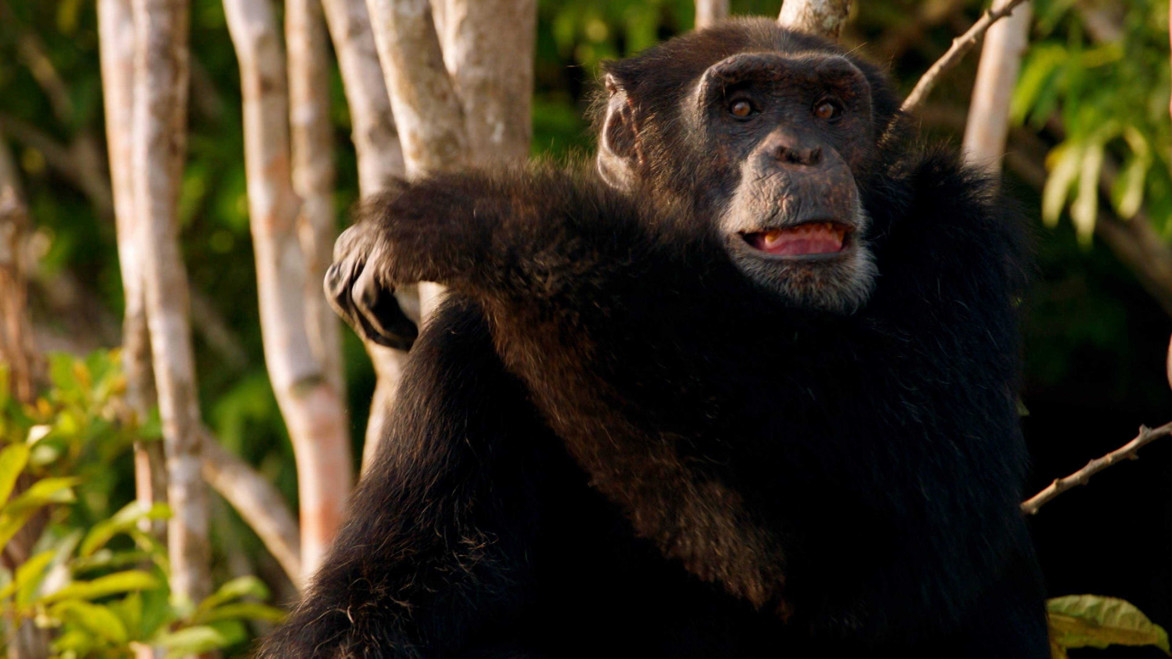 Estelle's Favorite Chimp