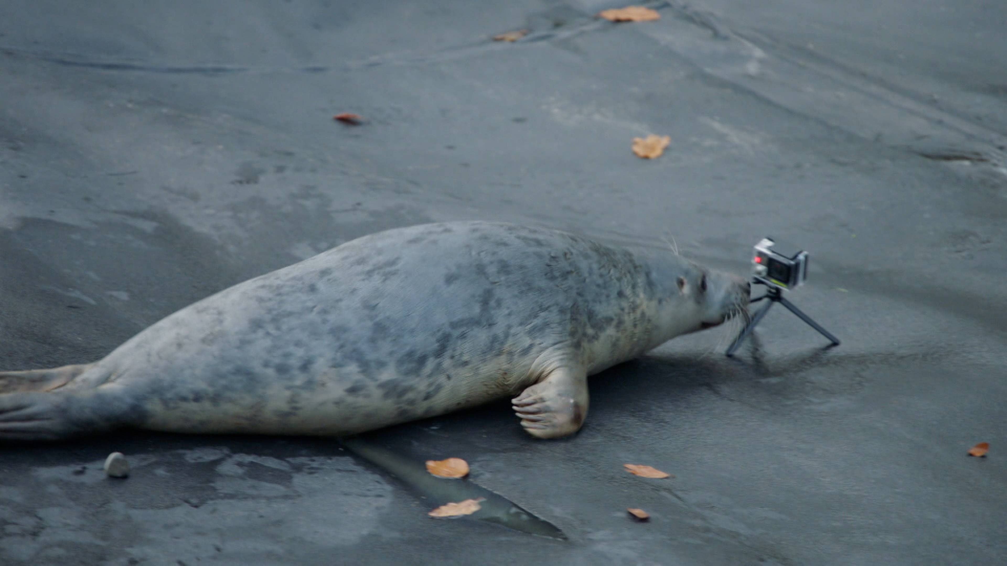 Sam and Mel’s Fight for Seals