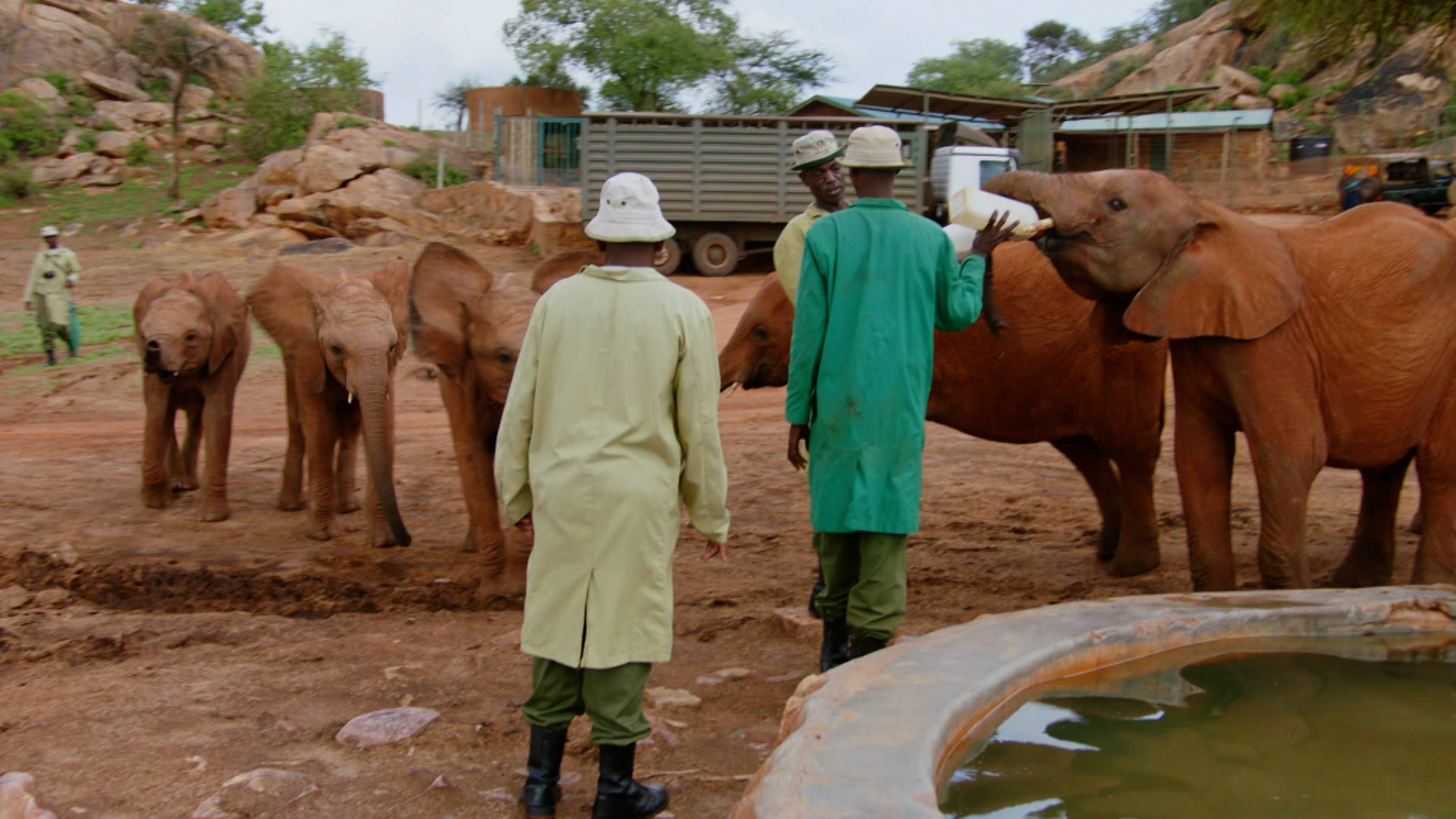 Baby Elephant Rescue