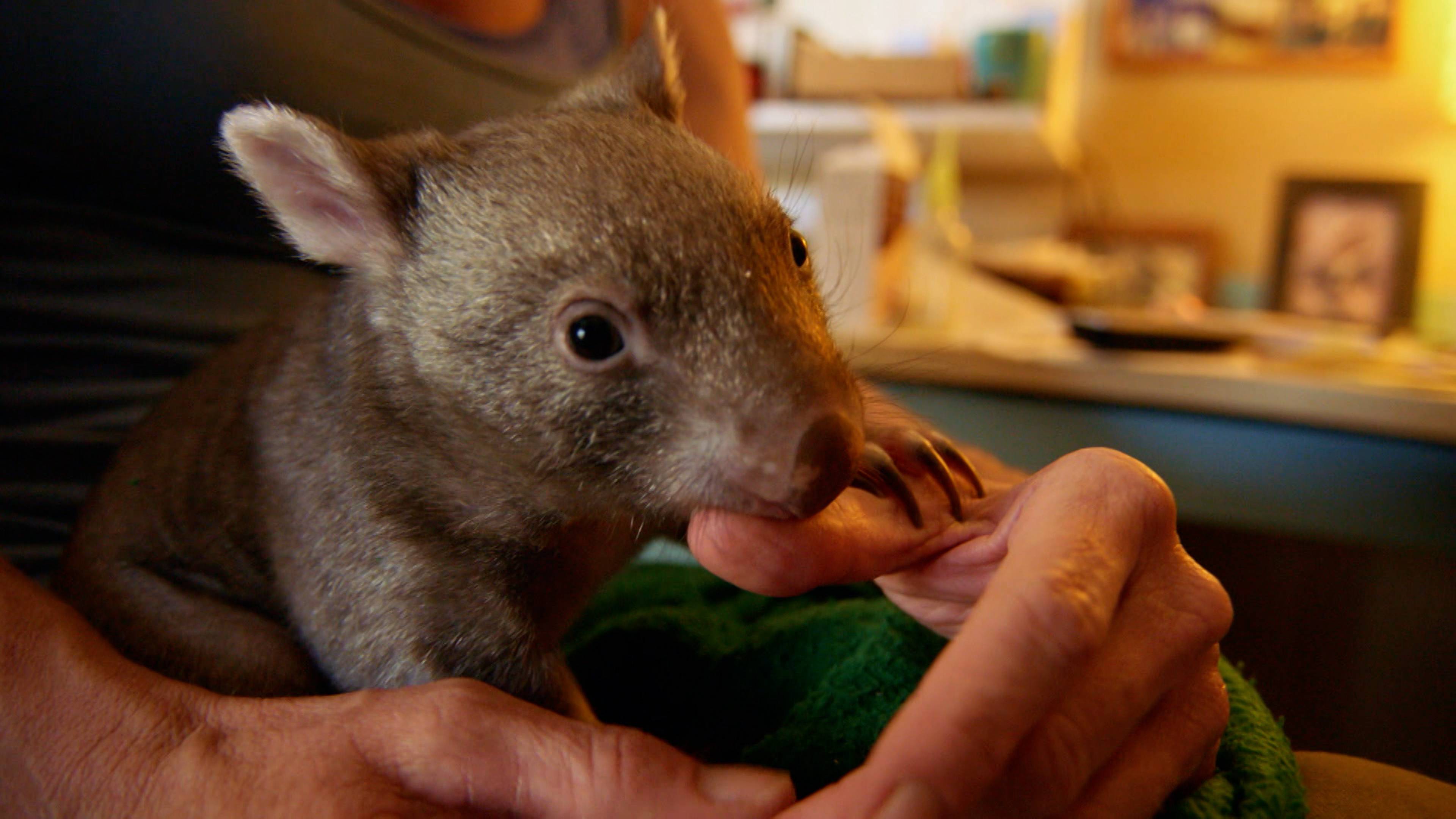 A House Full of Wombats