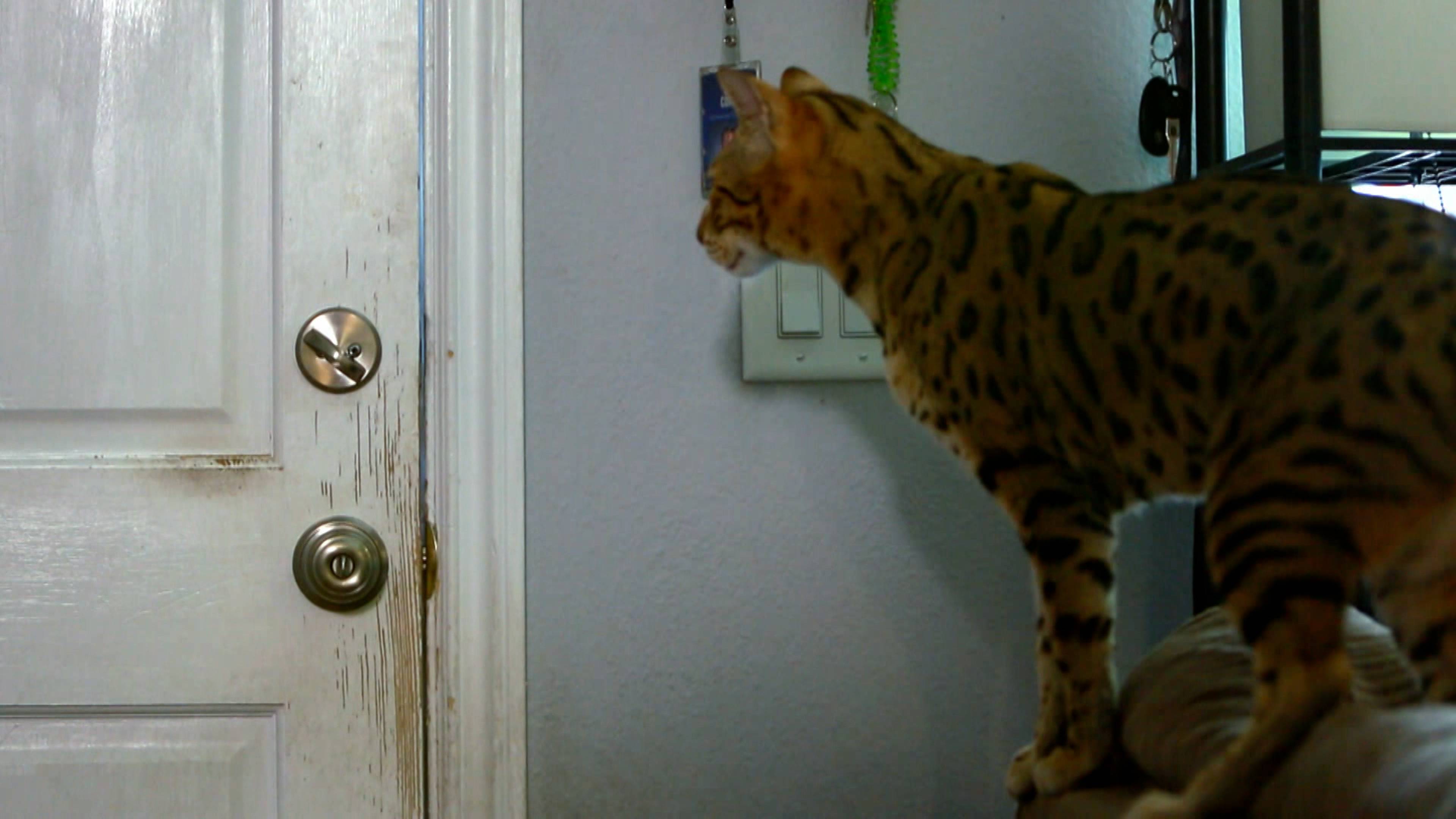 القط المجنون يفتح الأبواب