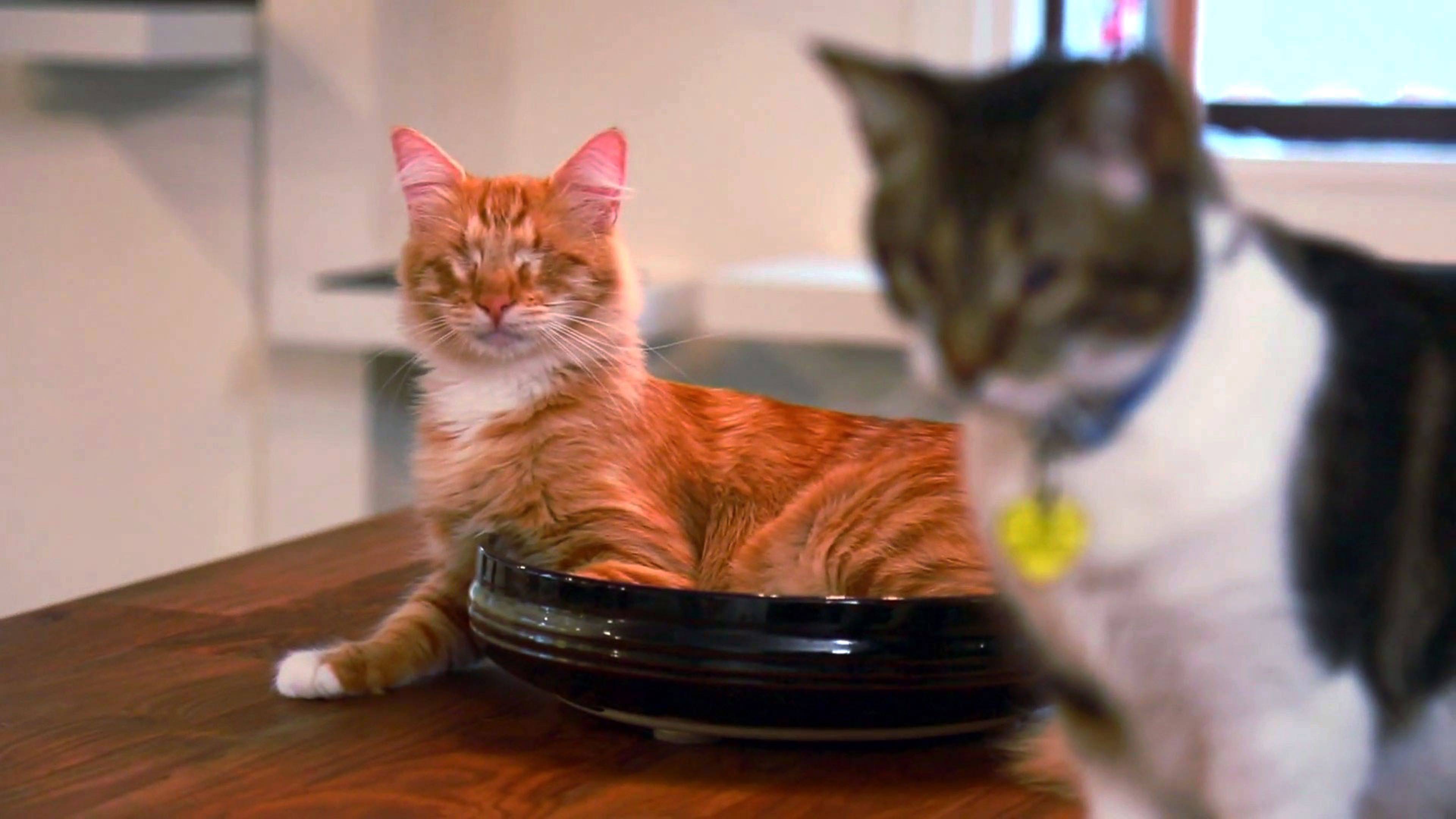 أربعة قطط عمياء