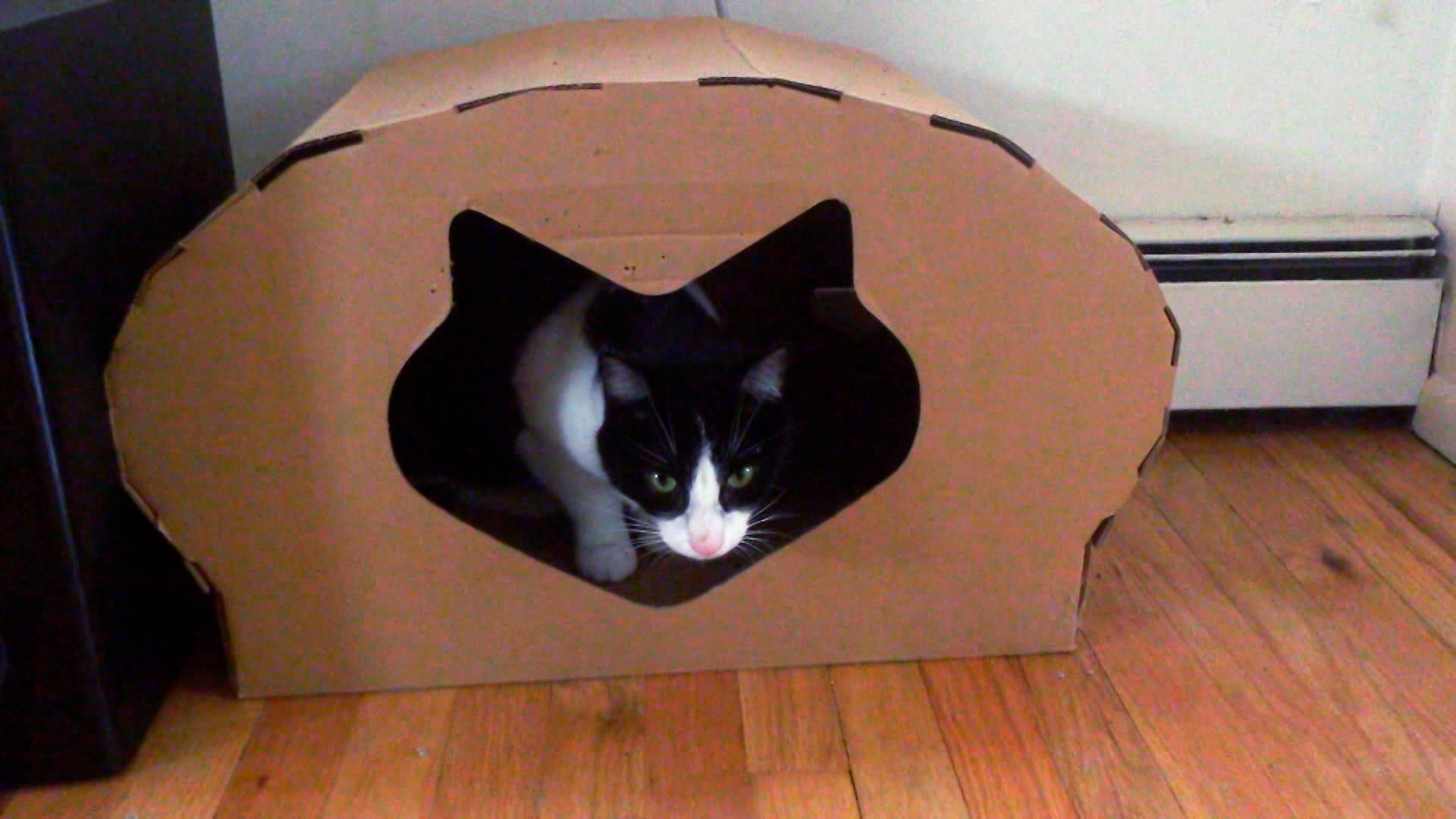 قتال القطط في بروكلين