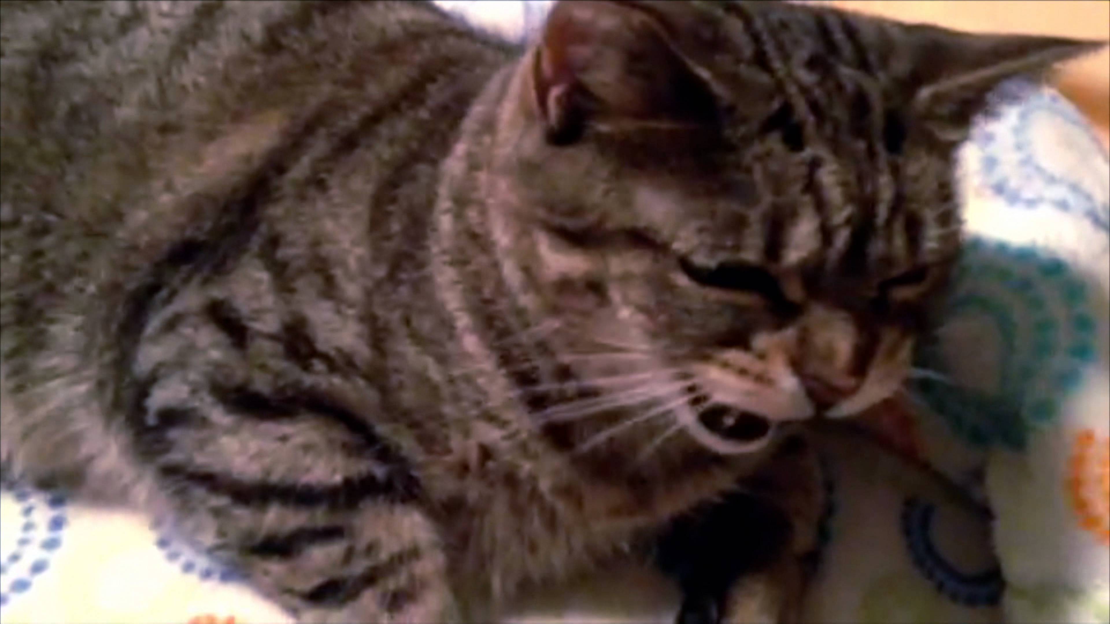 قطط غوثام المتوحشة