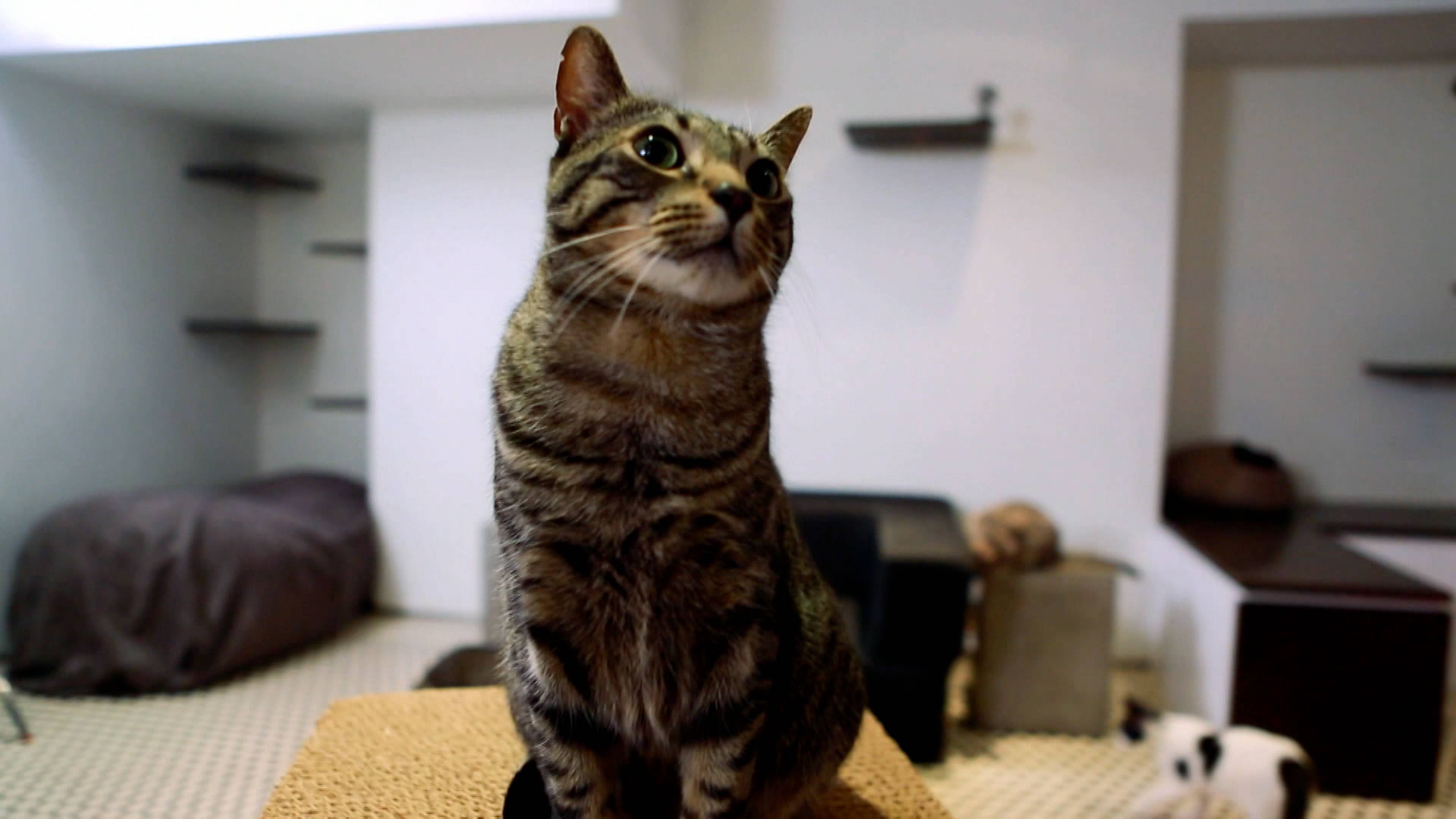 قطط أم أعداء؟