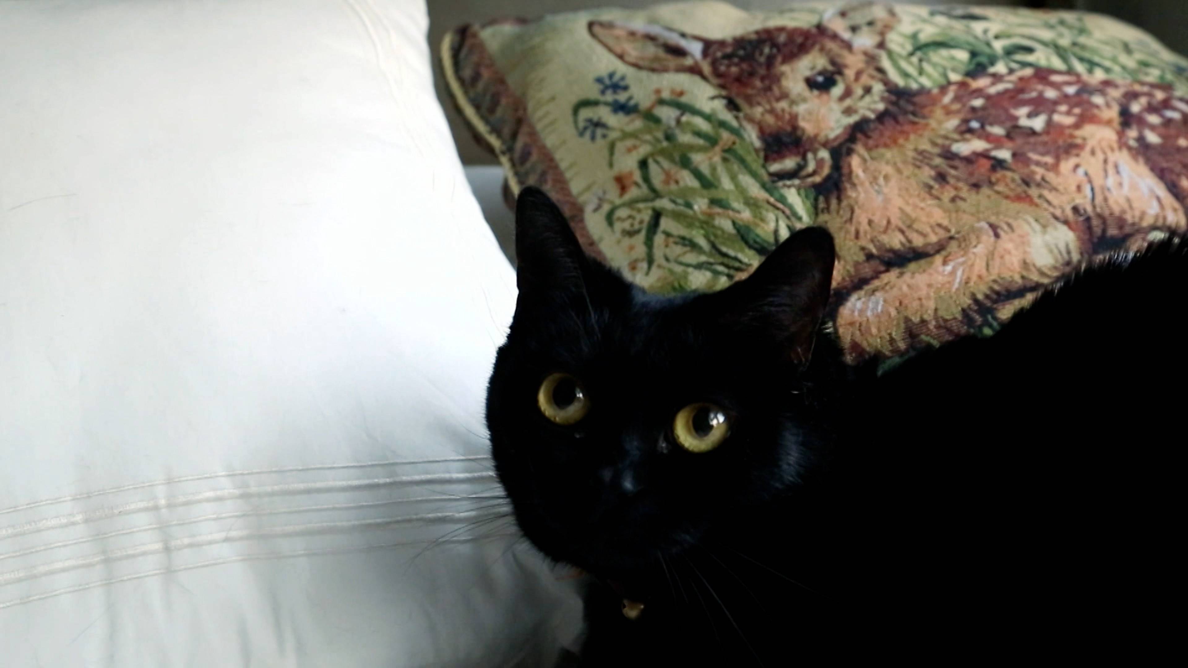 كابوس في شارع القطط