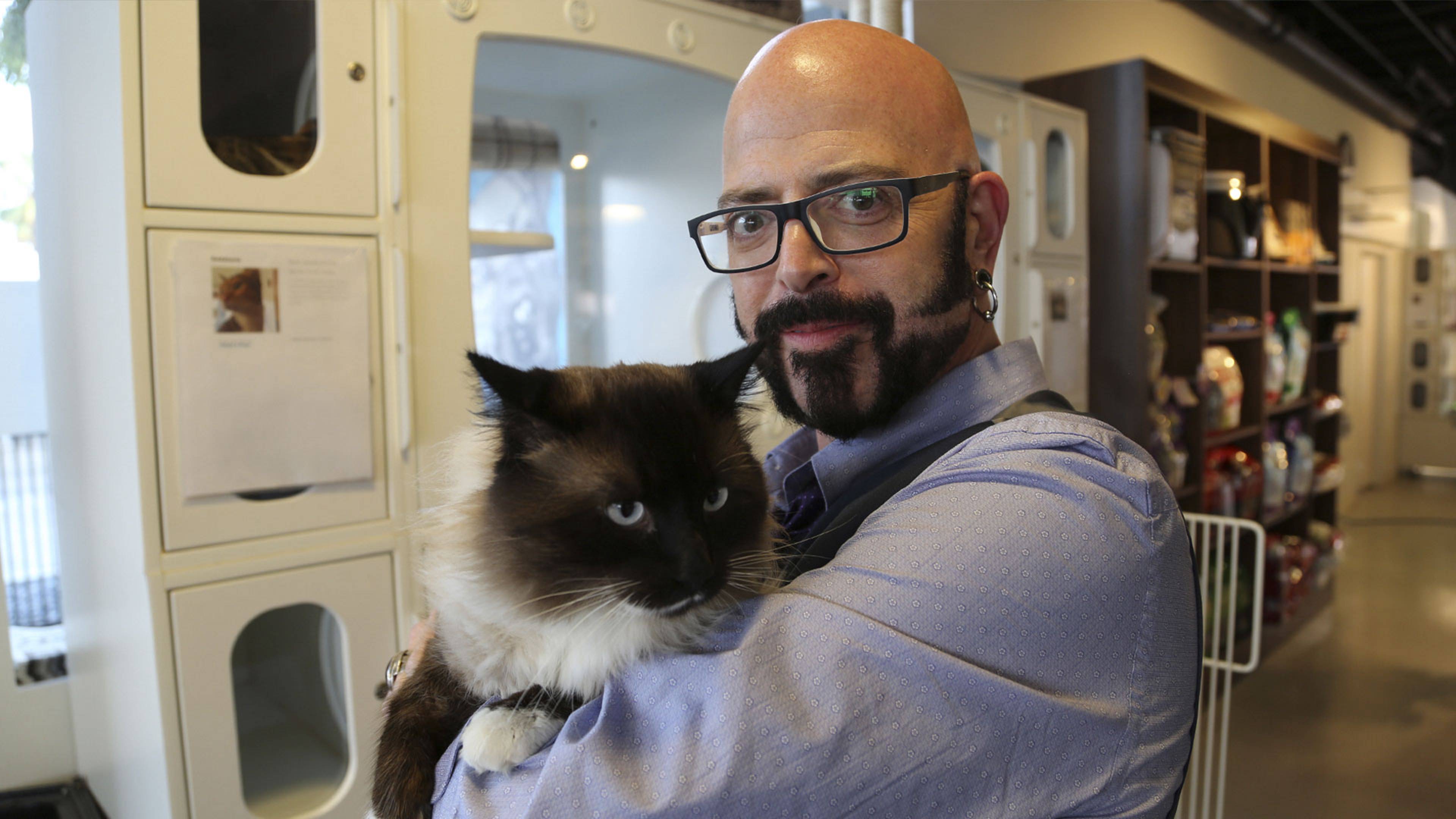 قطة المتجر المتوحشة