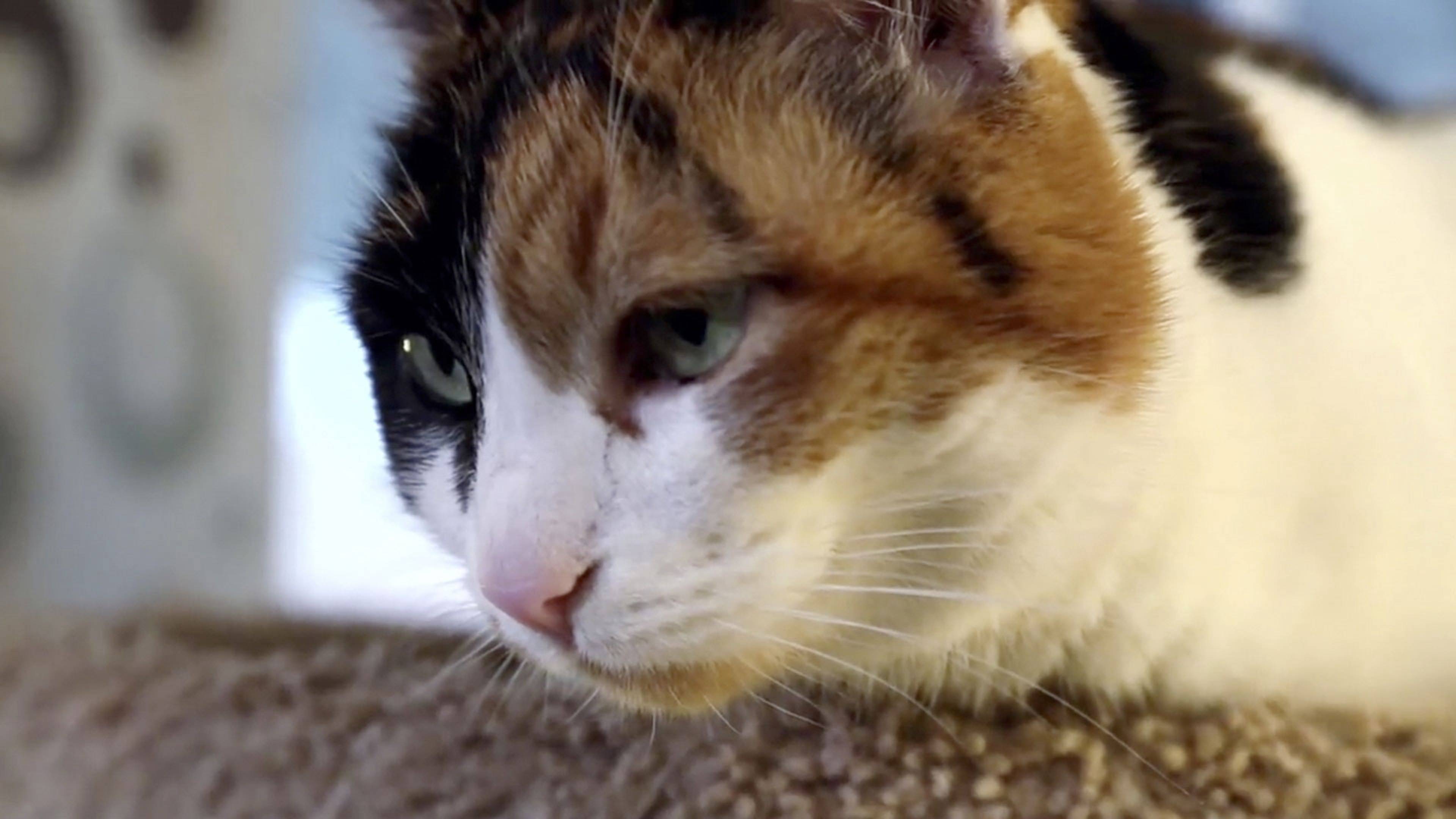 القط المتنمر