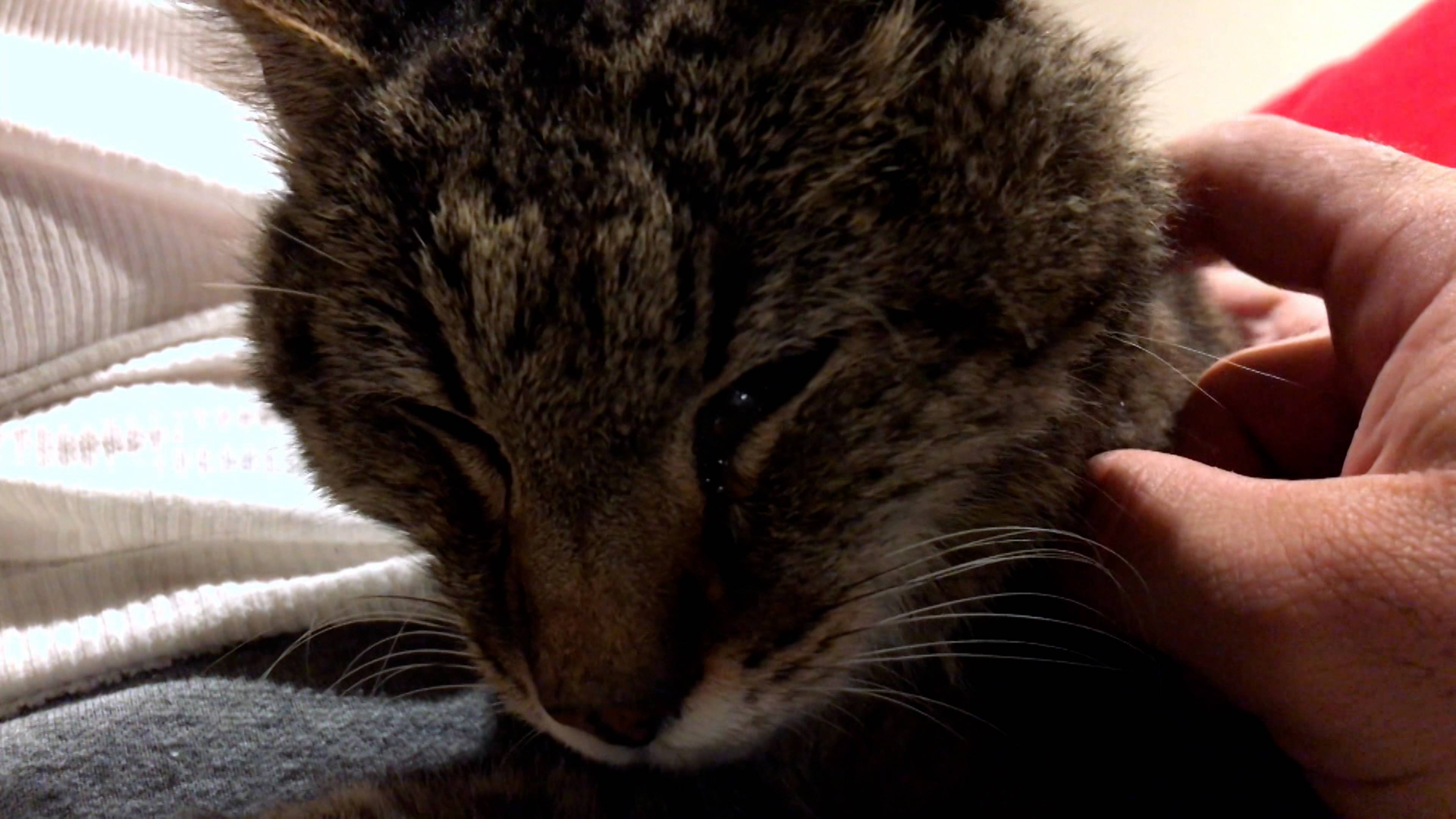 ماكس الشرير