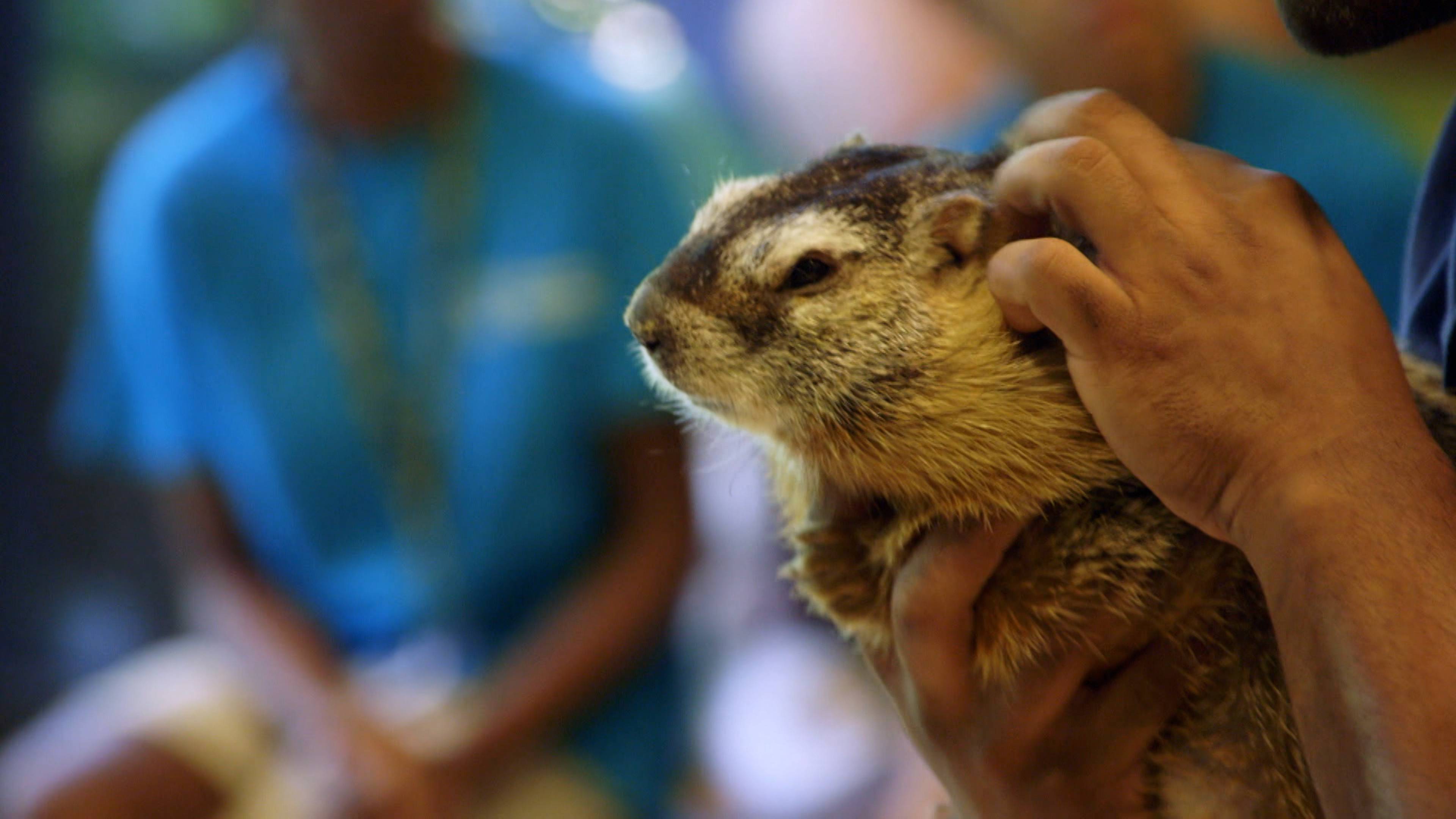 The Marvelous Mott Mott