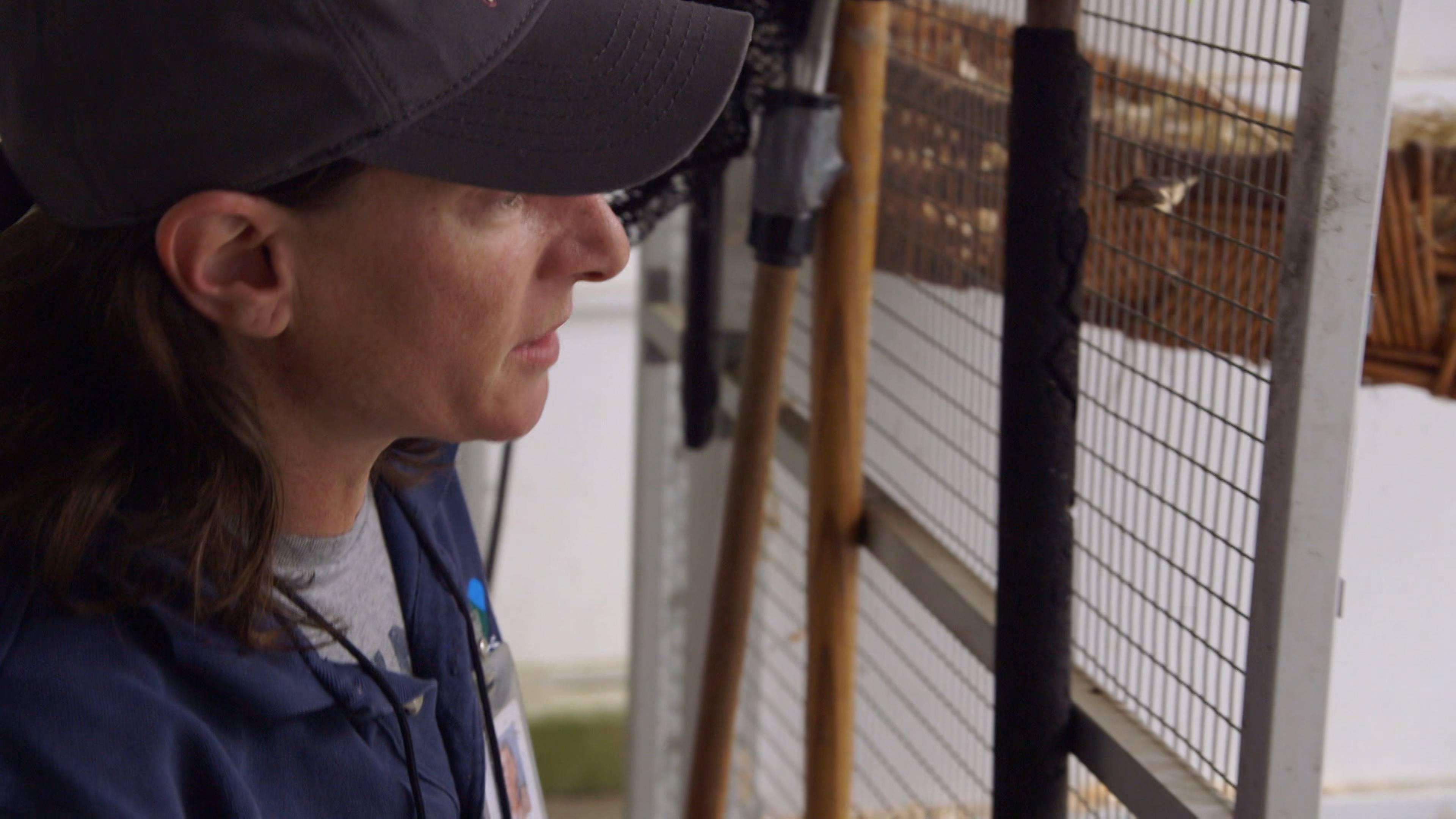 A Sea Lion Pup Grows Up