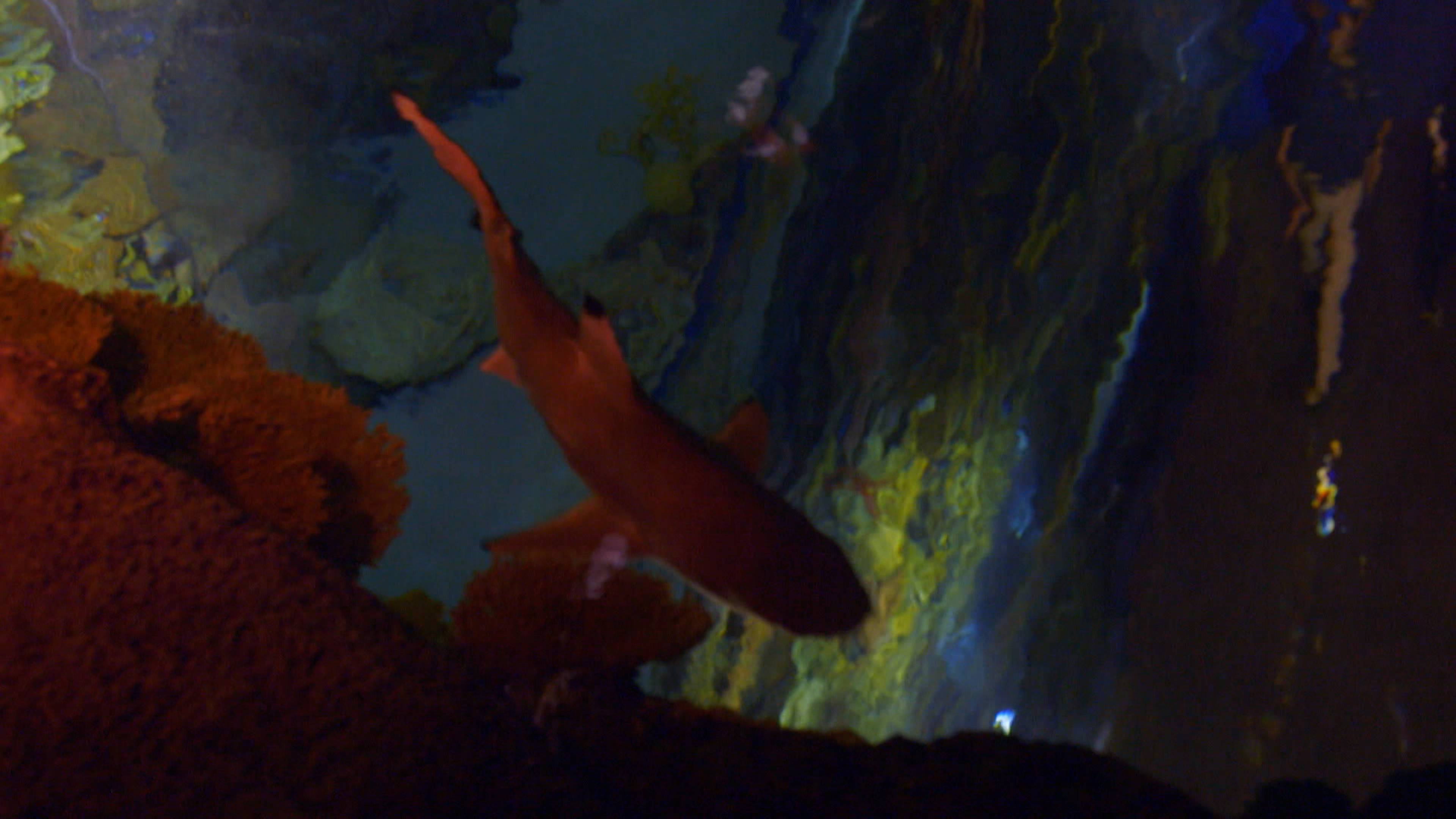 Otter Under the Weather