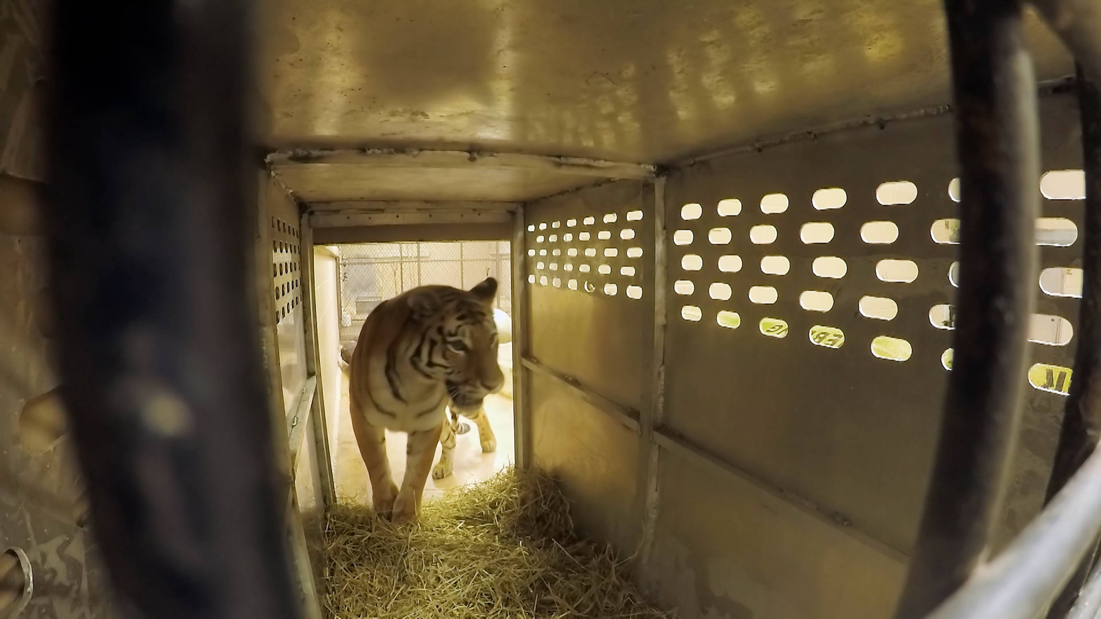 Baby Bunnies, Big World