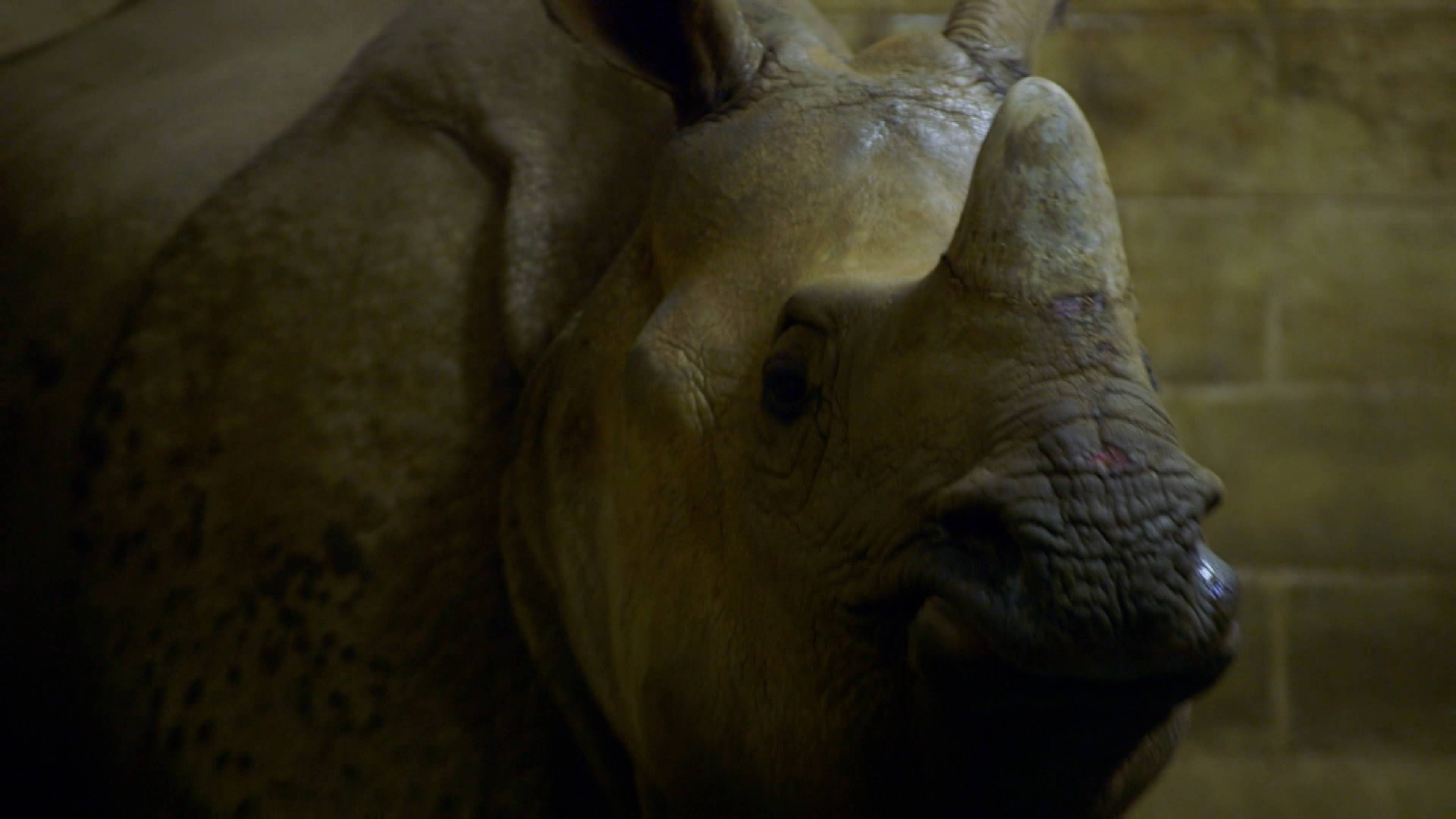 A Warthog Named Peaches