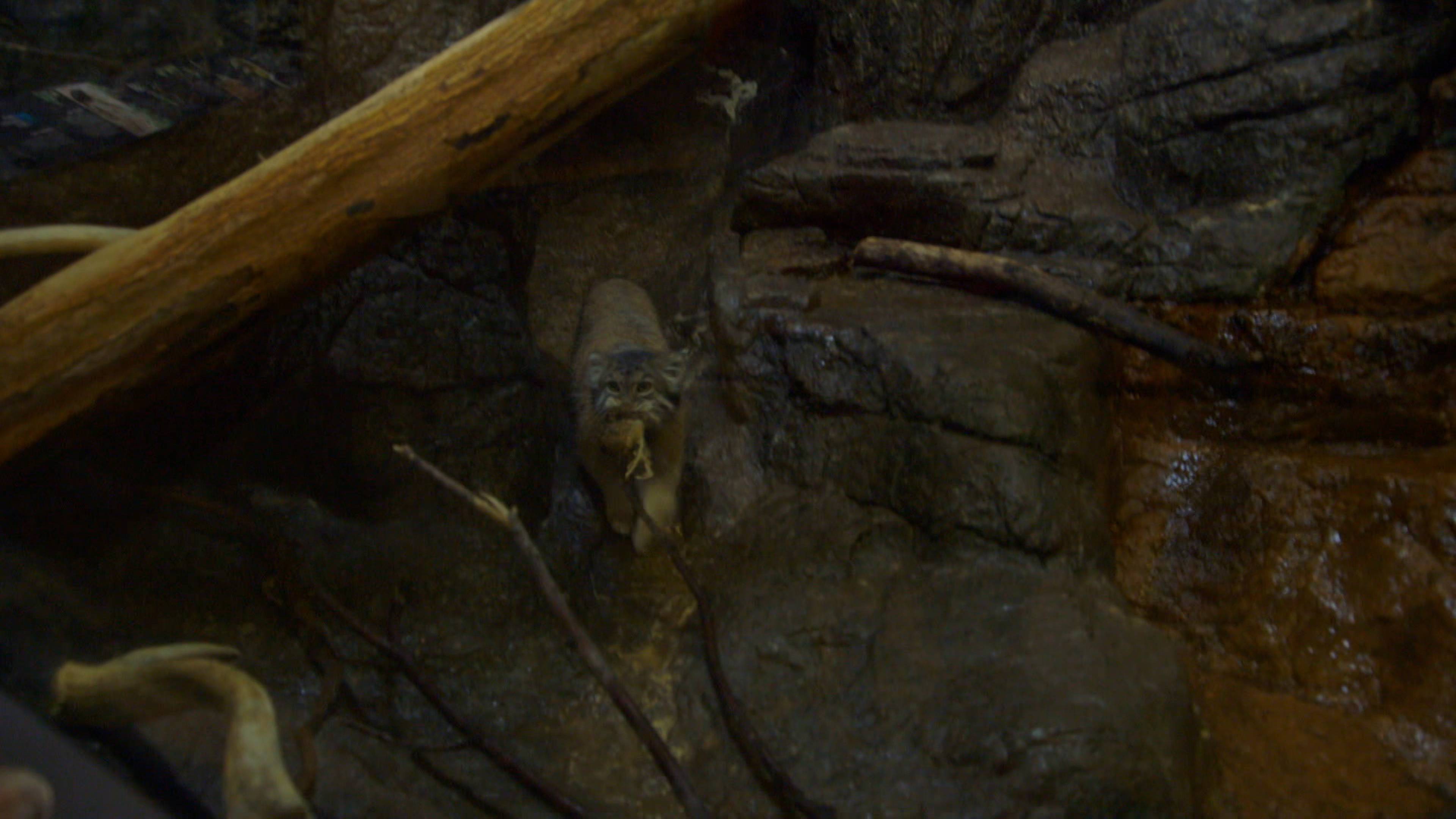 Grumpy Cats' New Digs