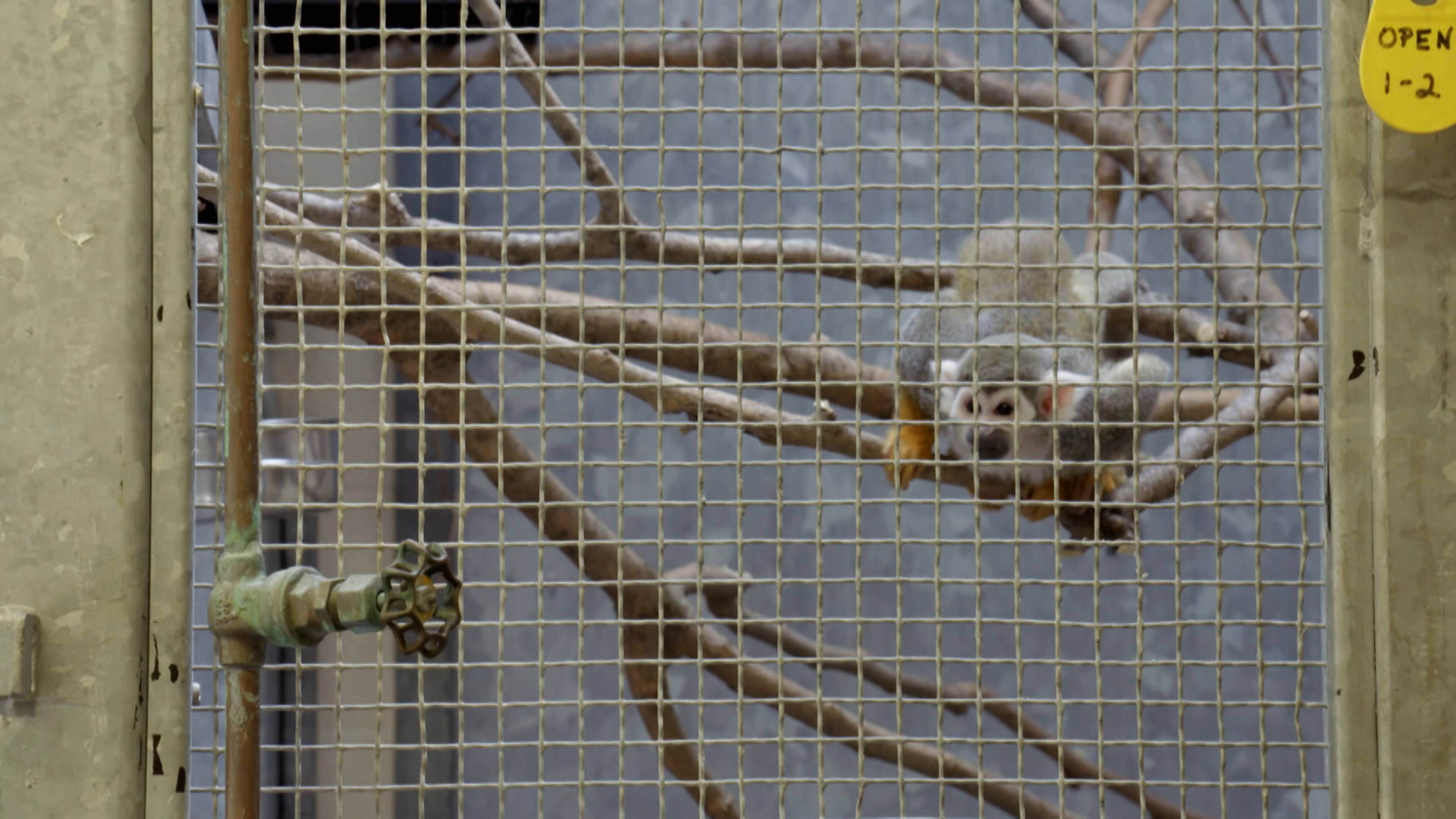 The Great Turtle Comeback