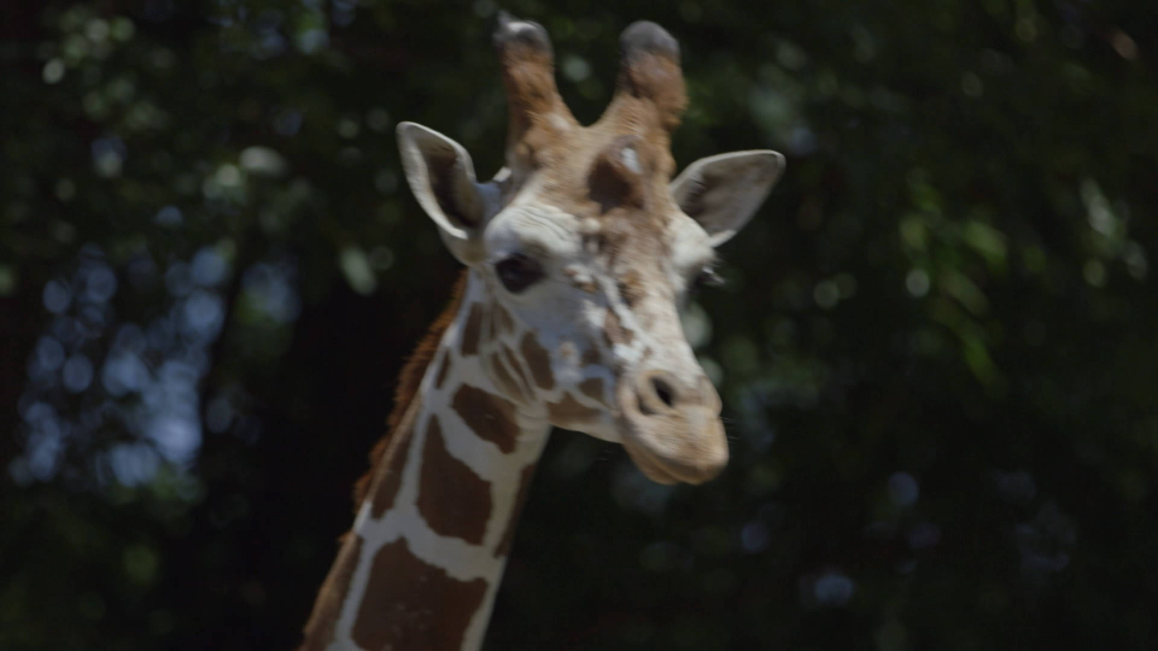 Tiger's Day at the Dentist