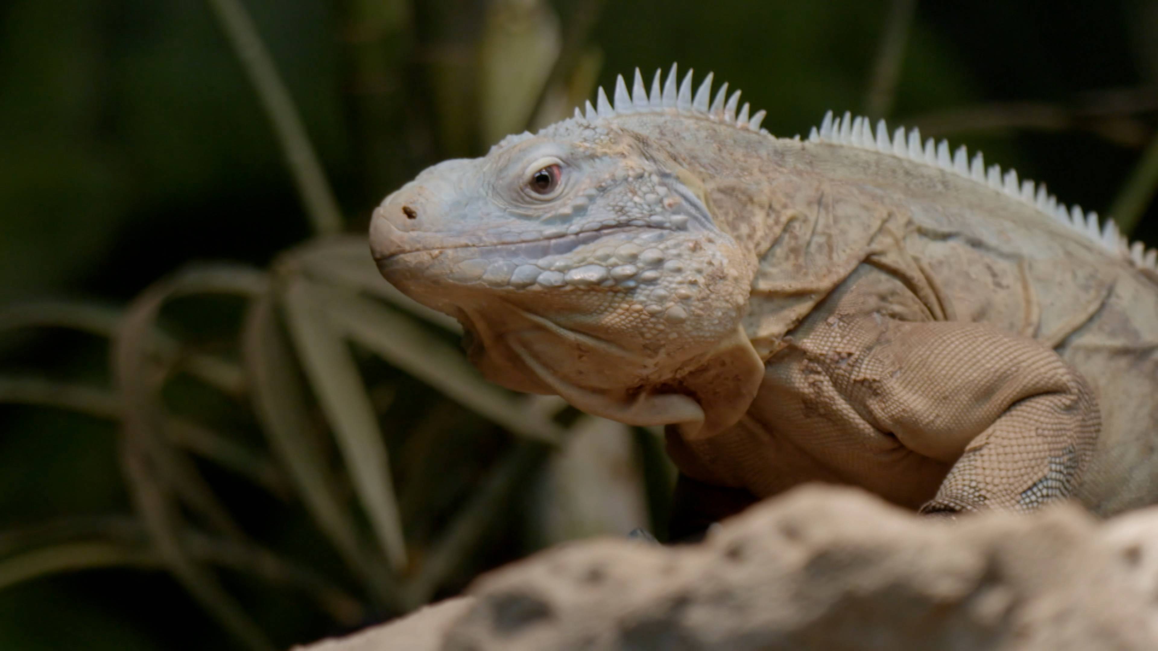 Velcro the Incredible