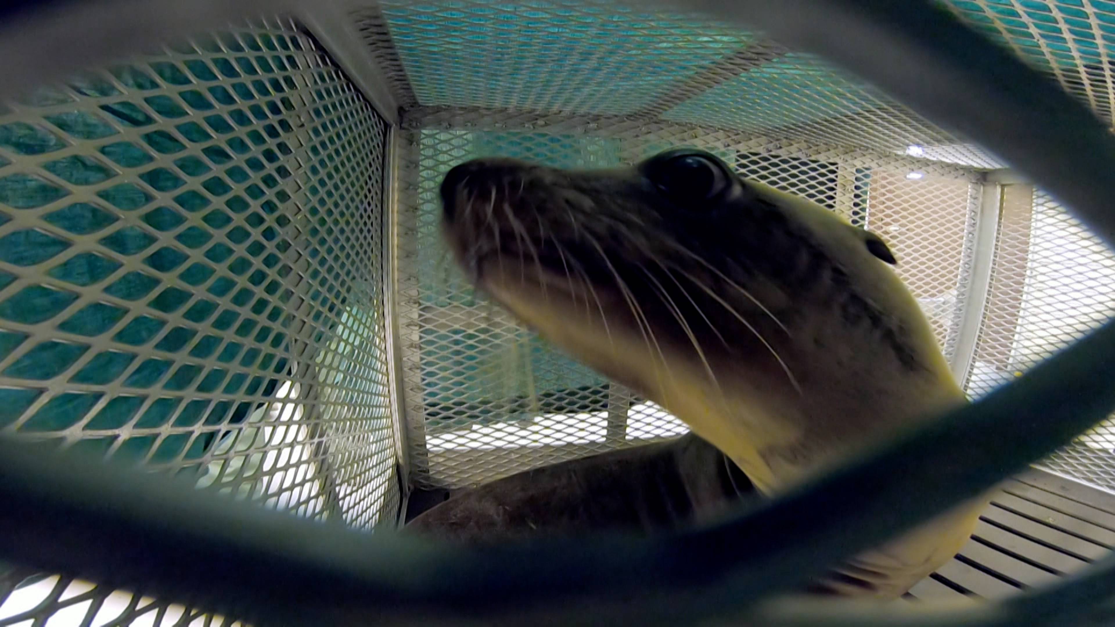 New Chick on the Block