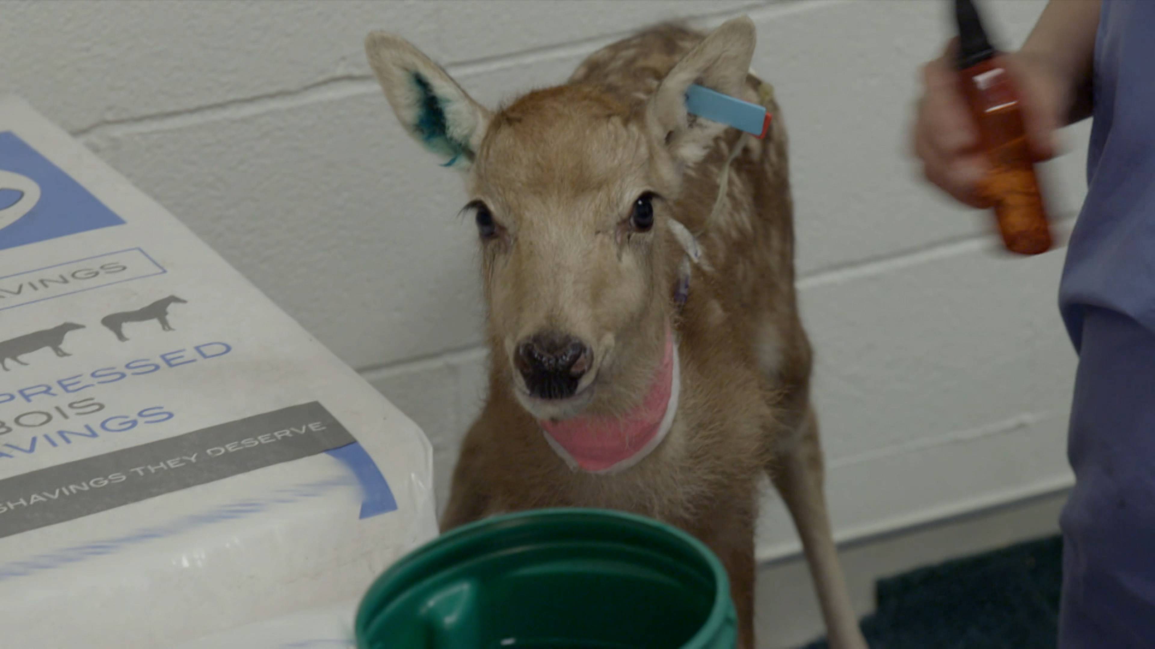 Fawns Become Friends