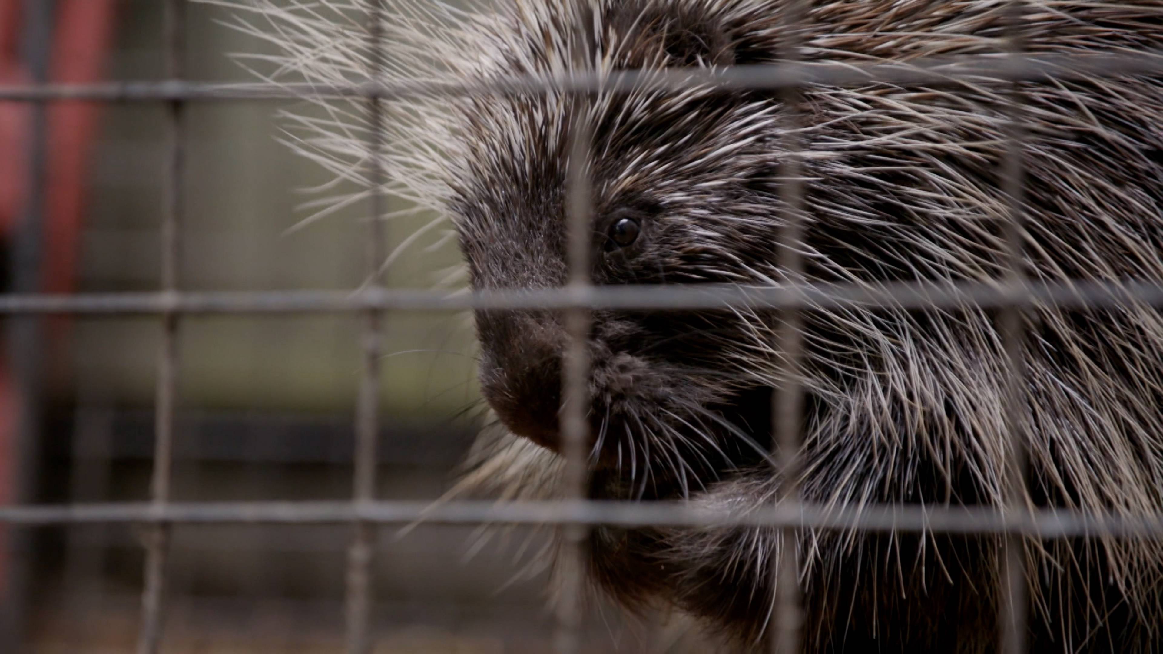 Porcupine Blind Date