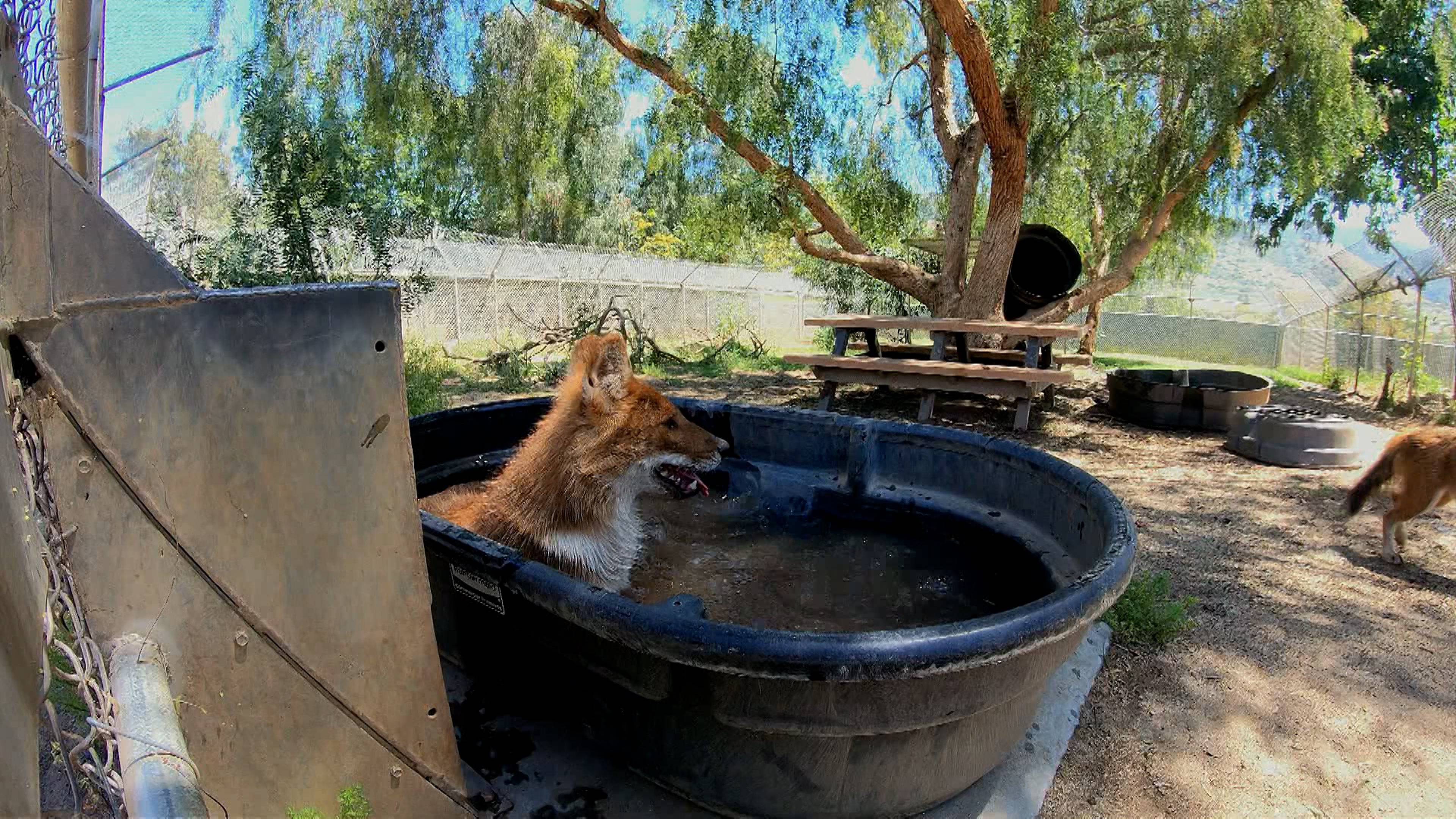 Wild Dogs on the Move