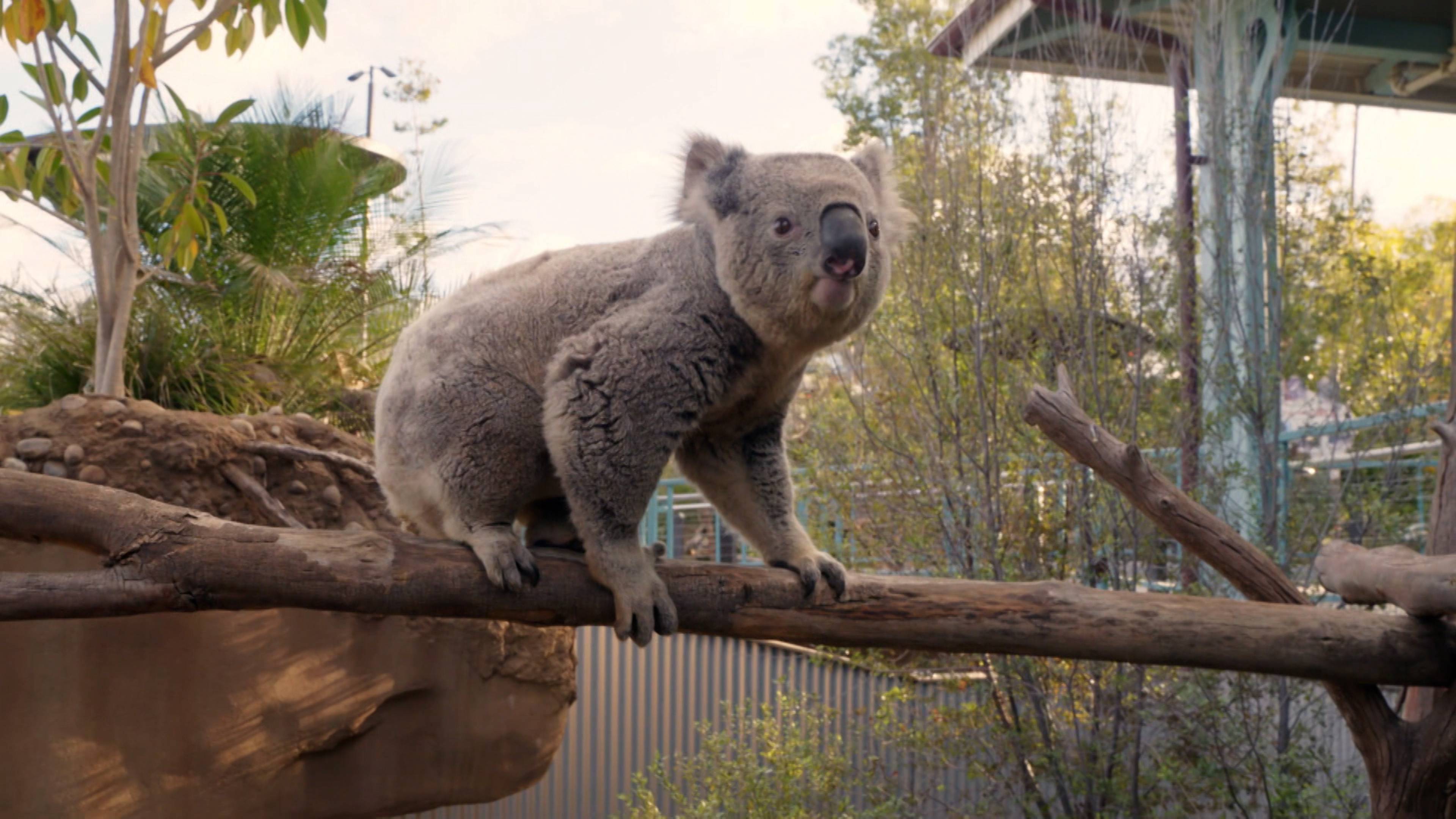 New Day for an Old Tortoise