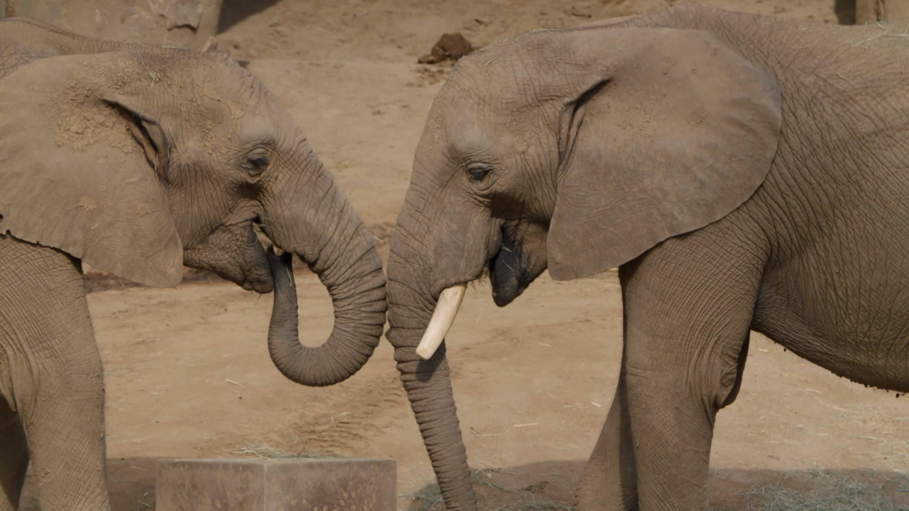 Penguin Chick Swim School