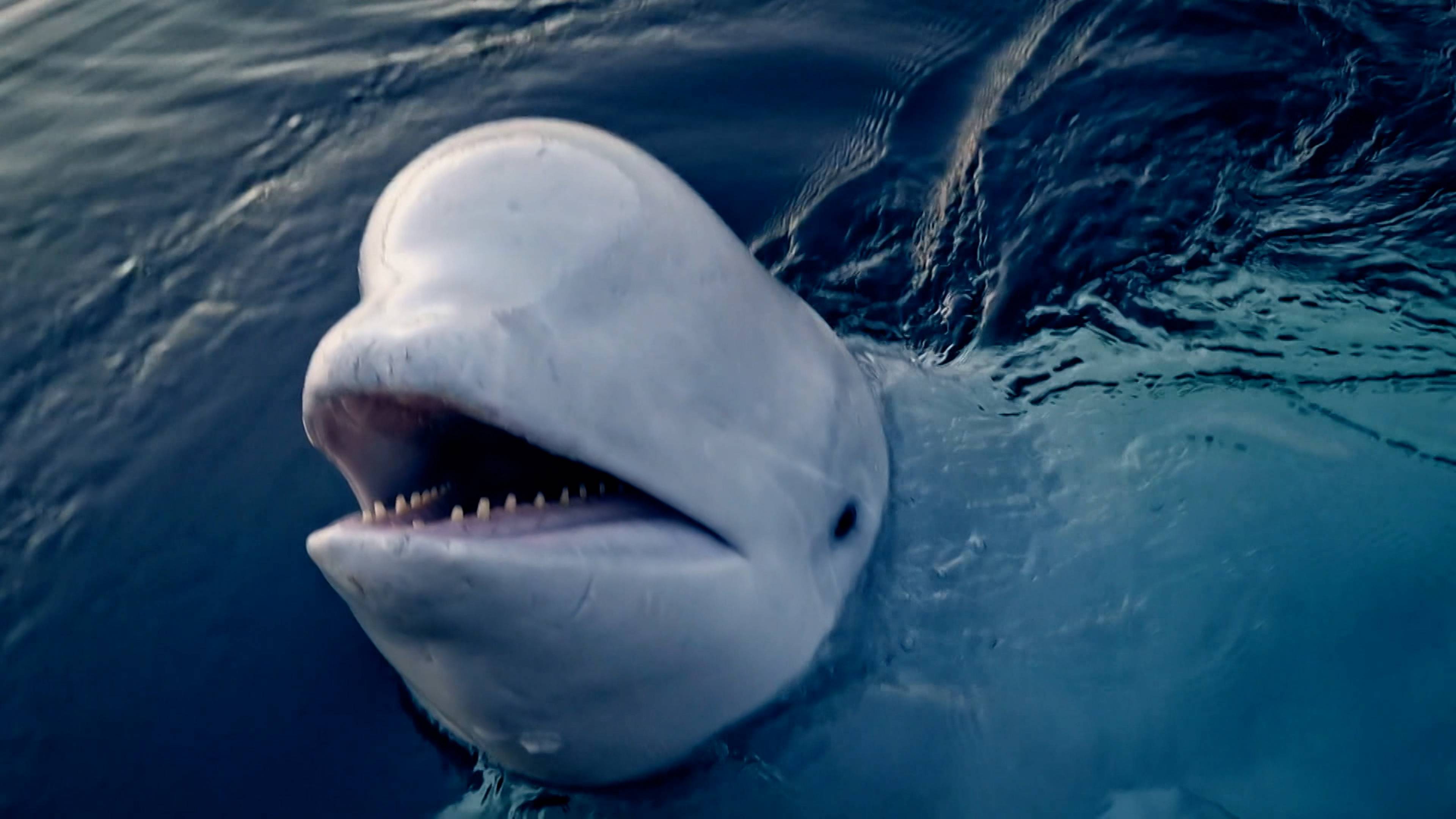 لعنة الكراكن