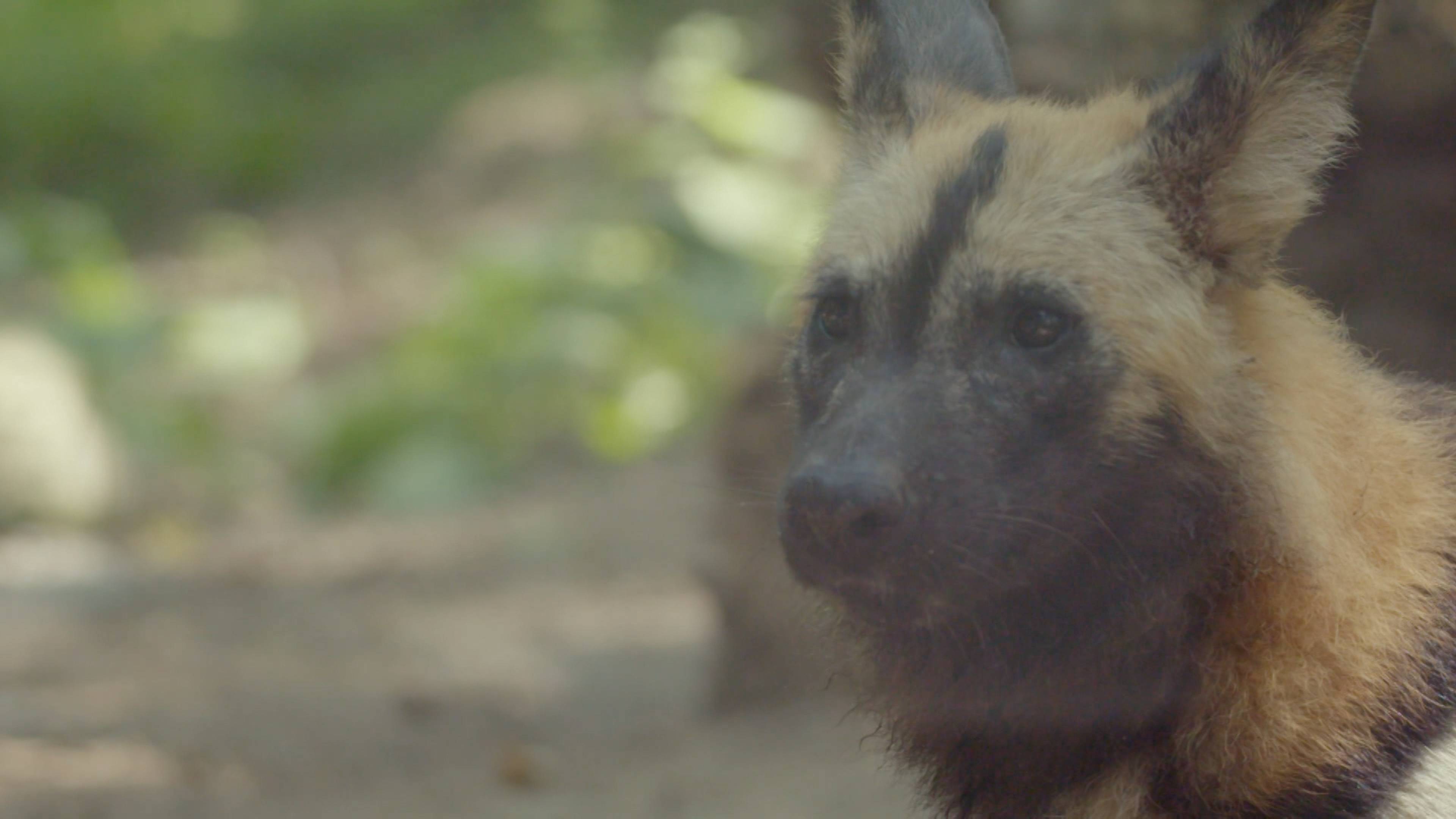 The Eagle Has Landed