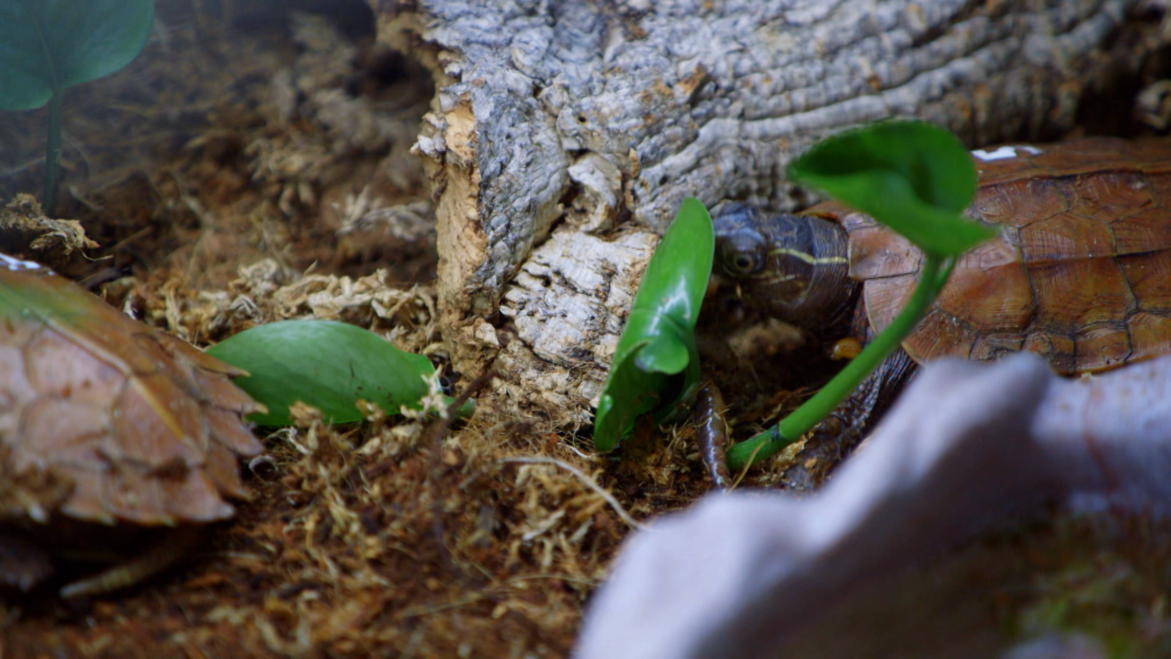 A Gorilla with Heart