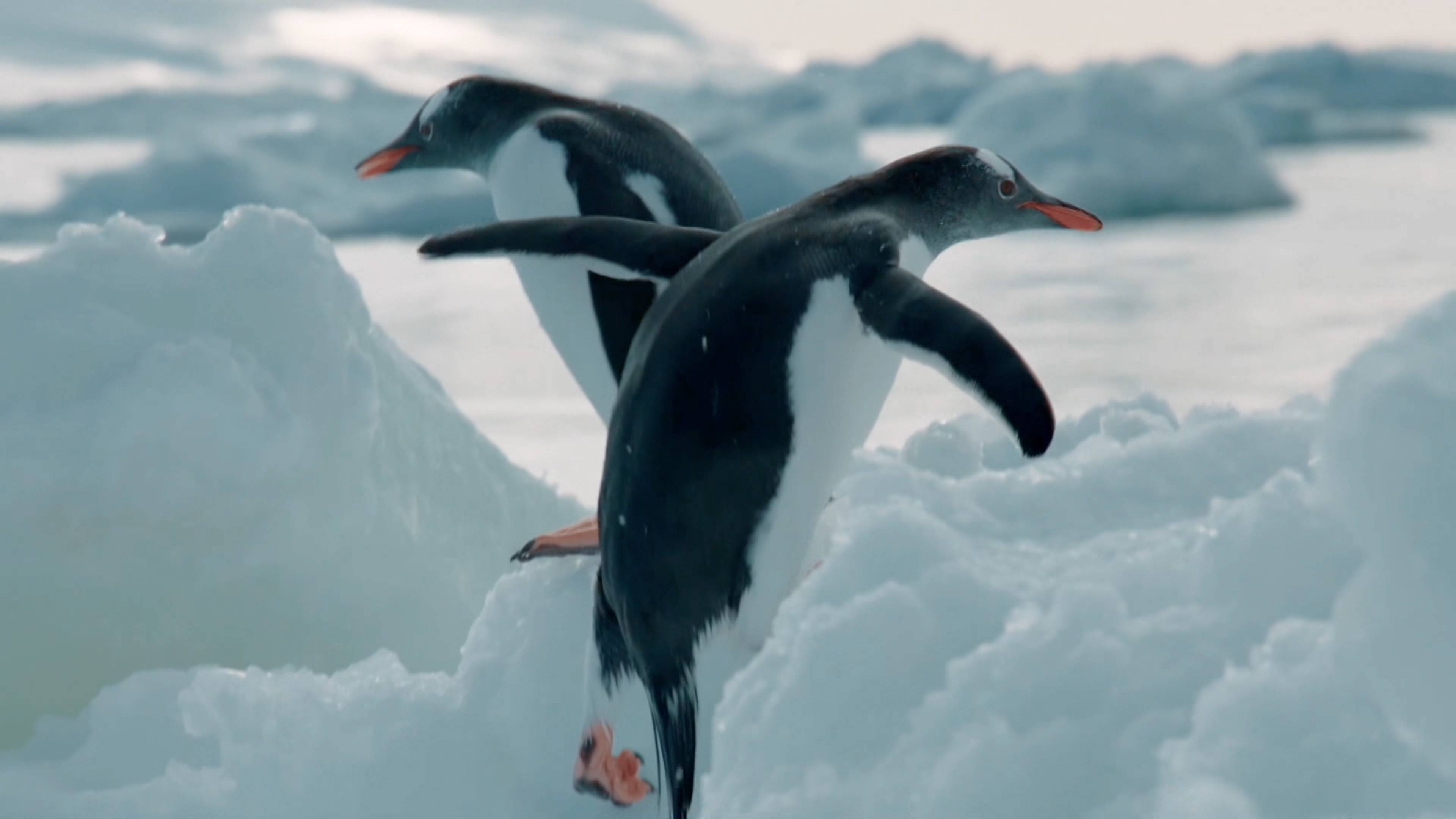 وعد بمستقبل كوكبنا