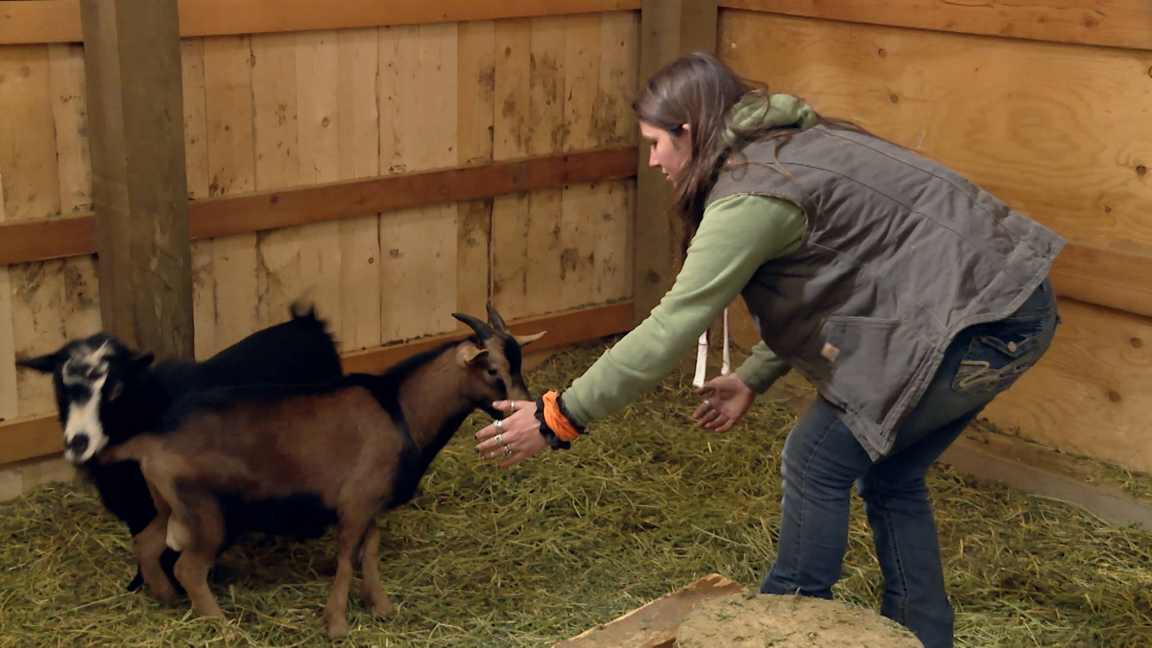 البراري الجديدة البرية