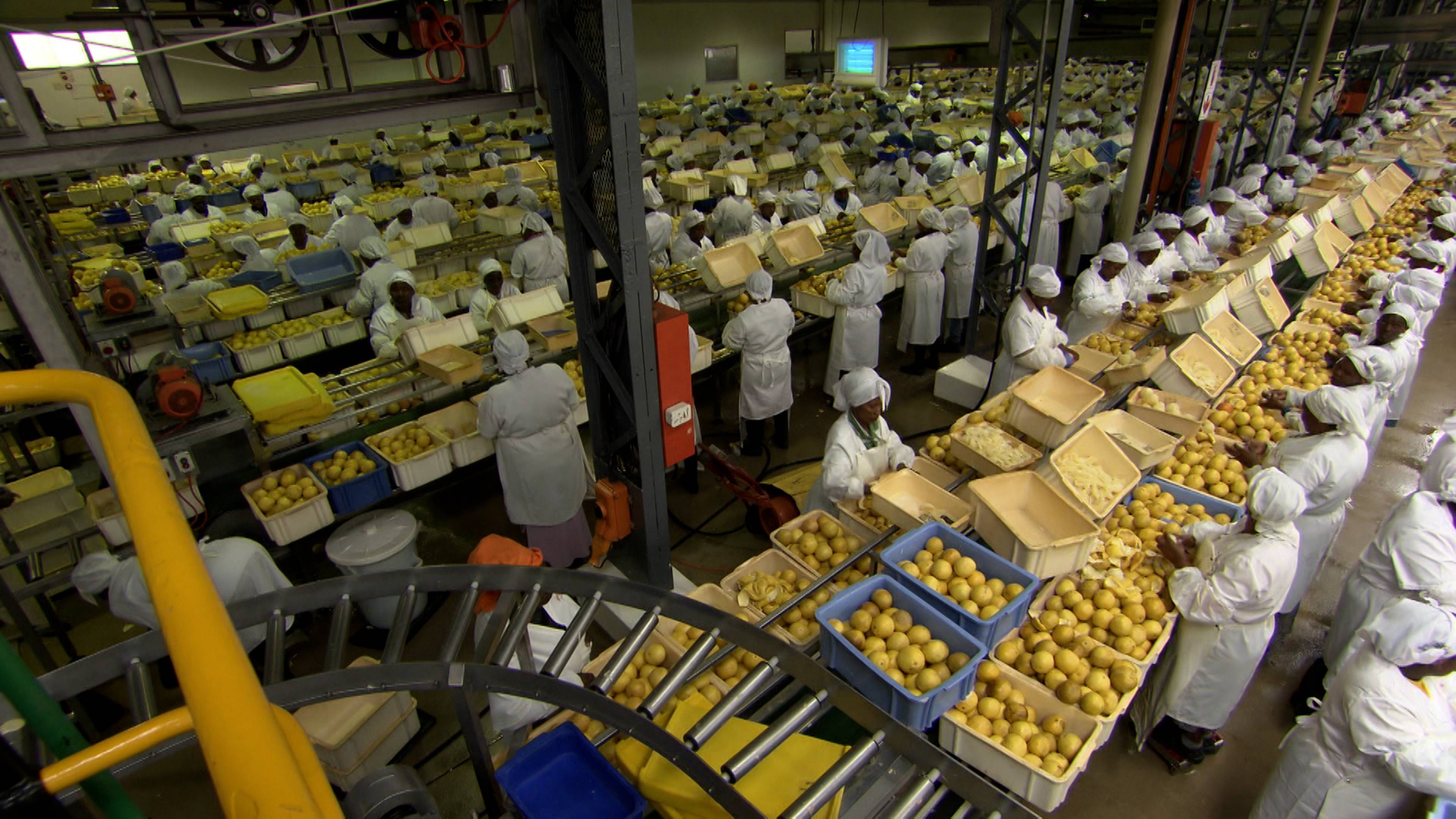 جريب فروت معلب والمزيد