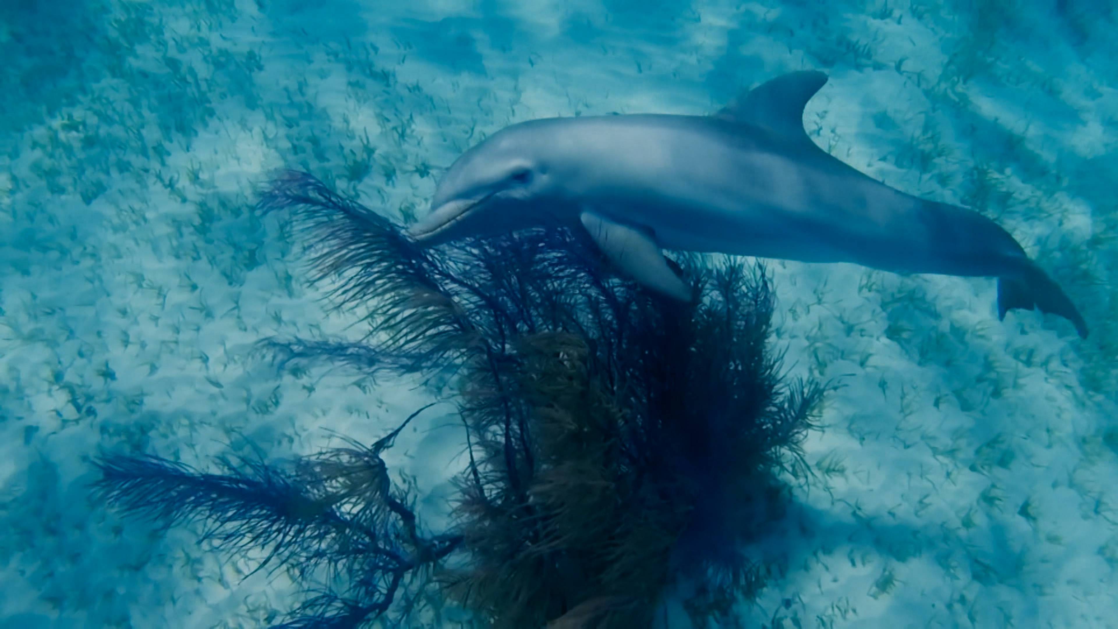 Dances with Dolphins