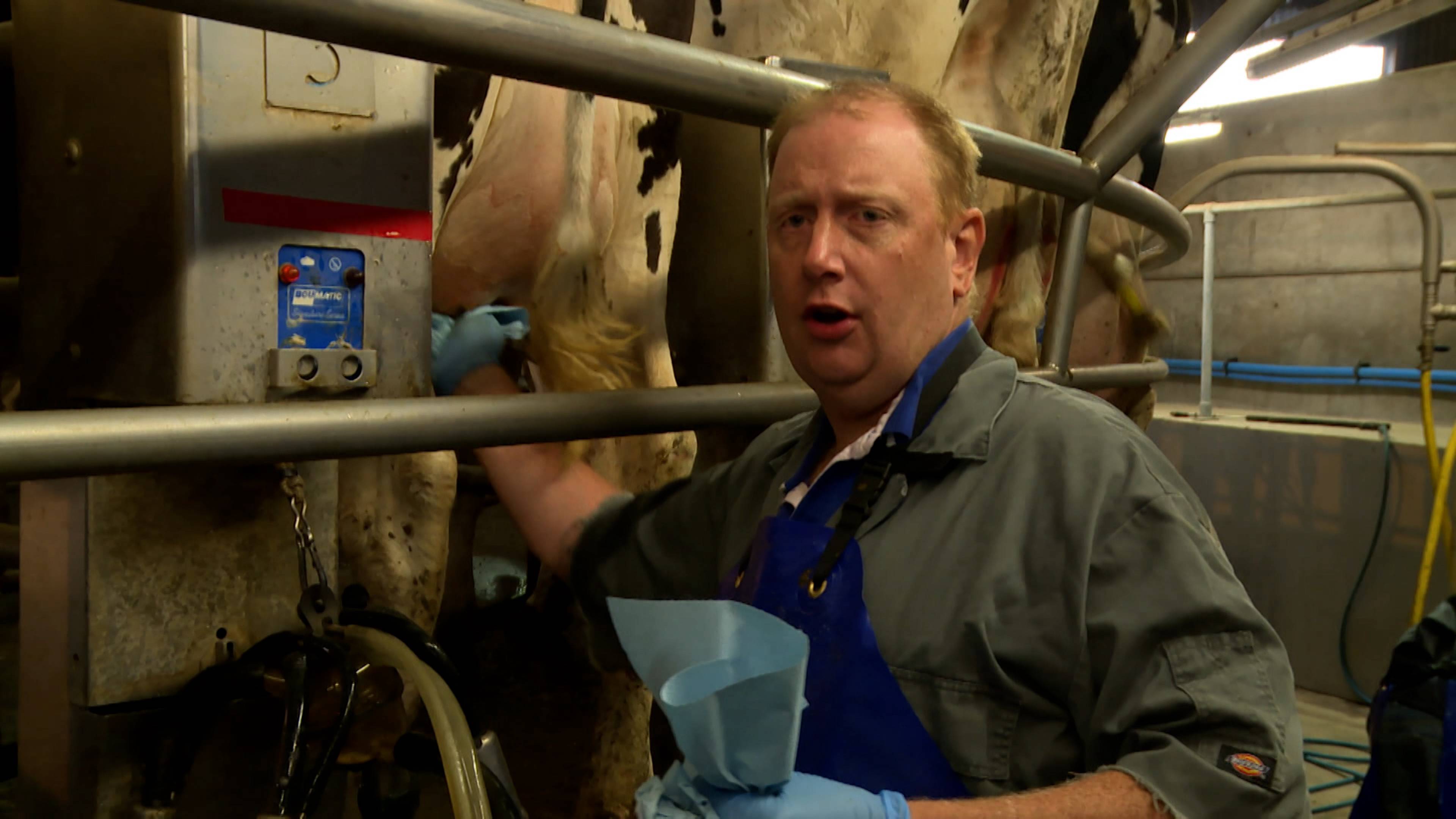 الكمان وتوصيل الحليب