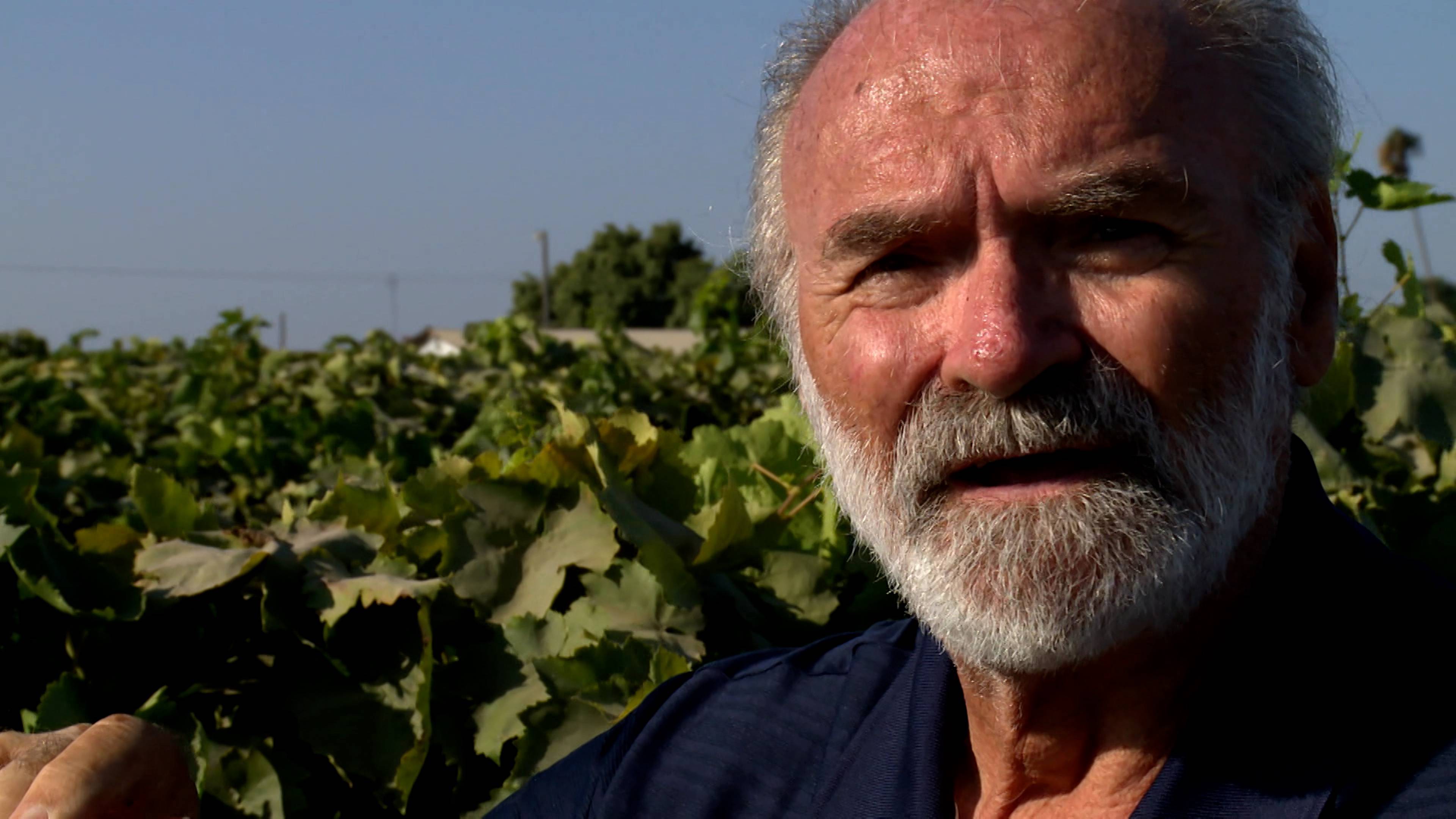 الزبيب، ورق الواشي، الحمامات