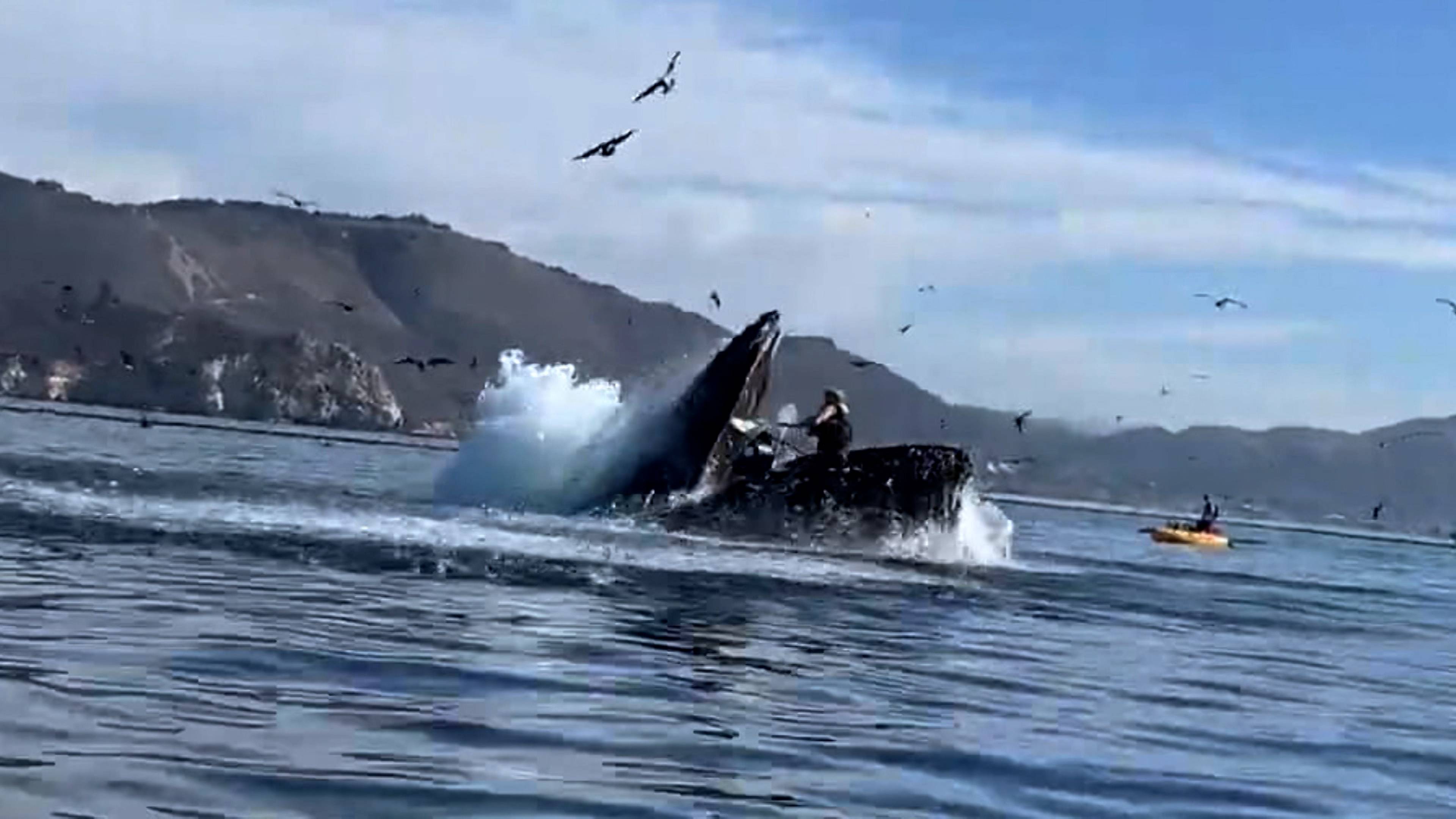 حوت يأكل كاياك، شاحنات ضد قطارات