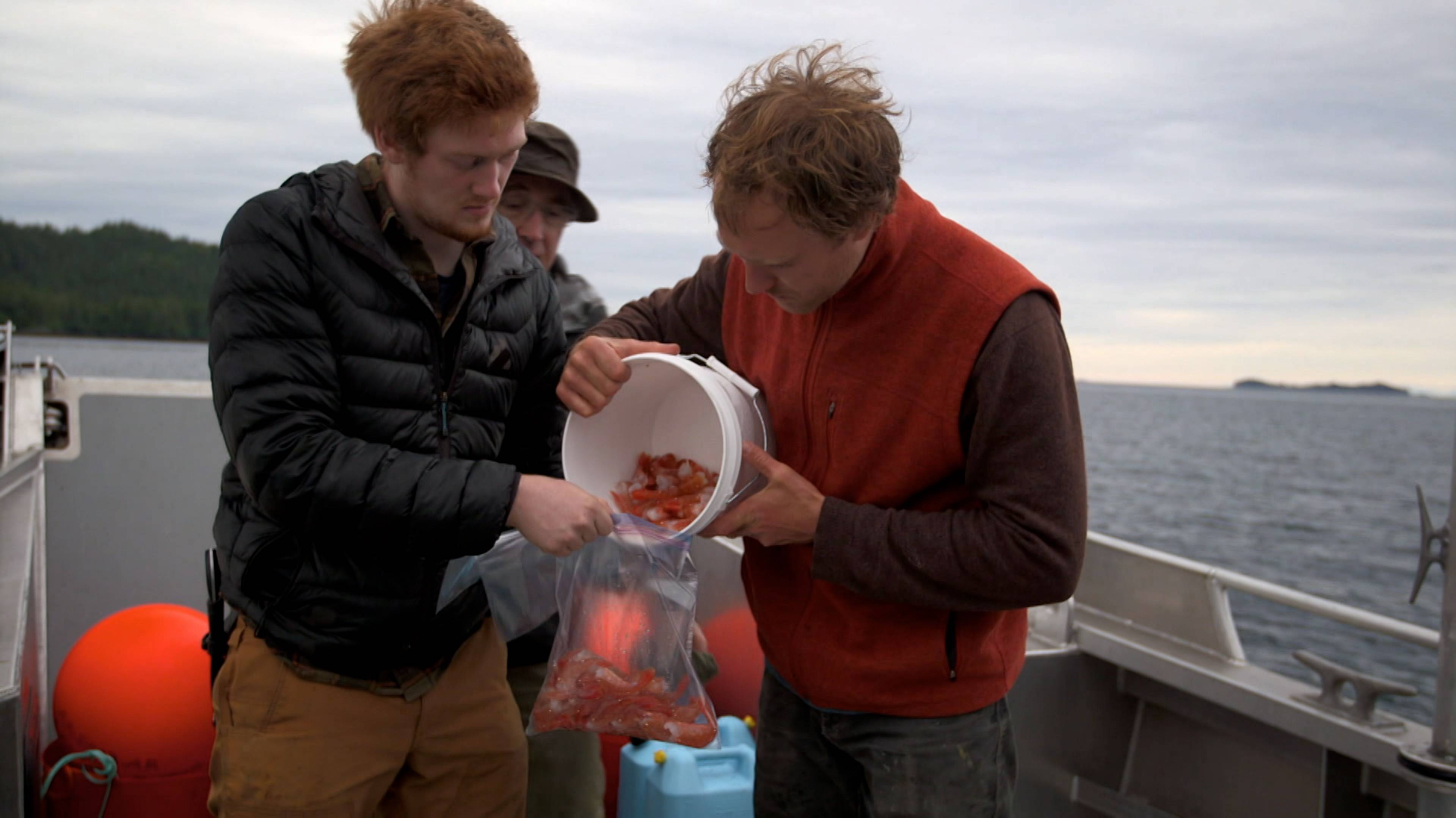 يوم انهيار الجليد