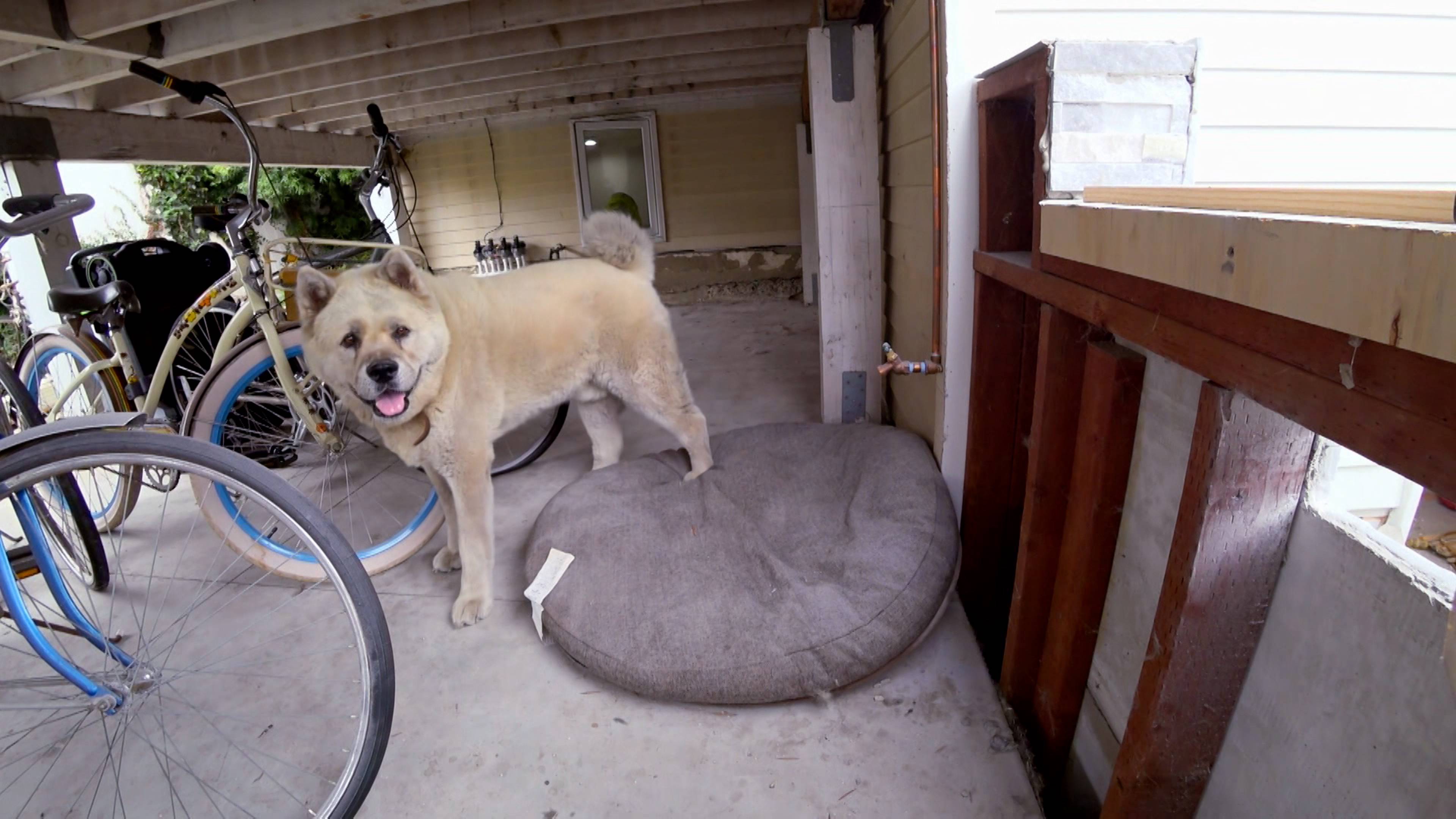 Chinchilla Chill Pad