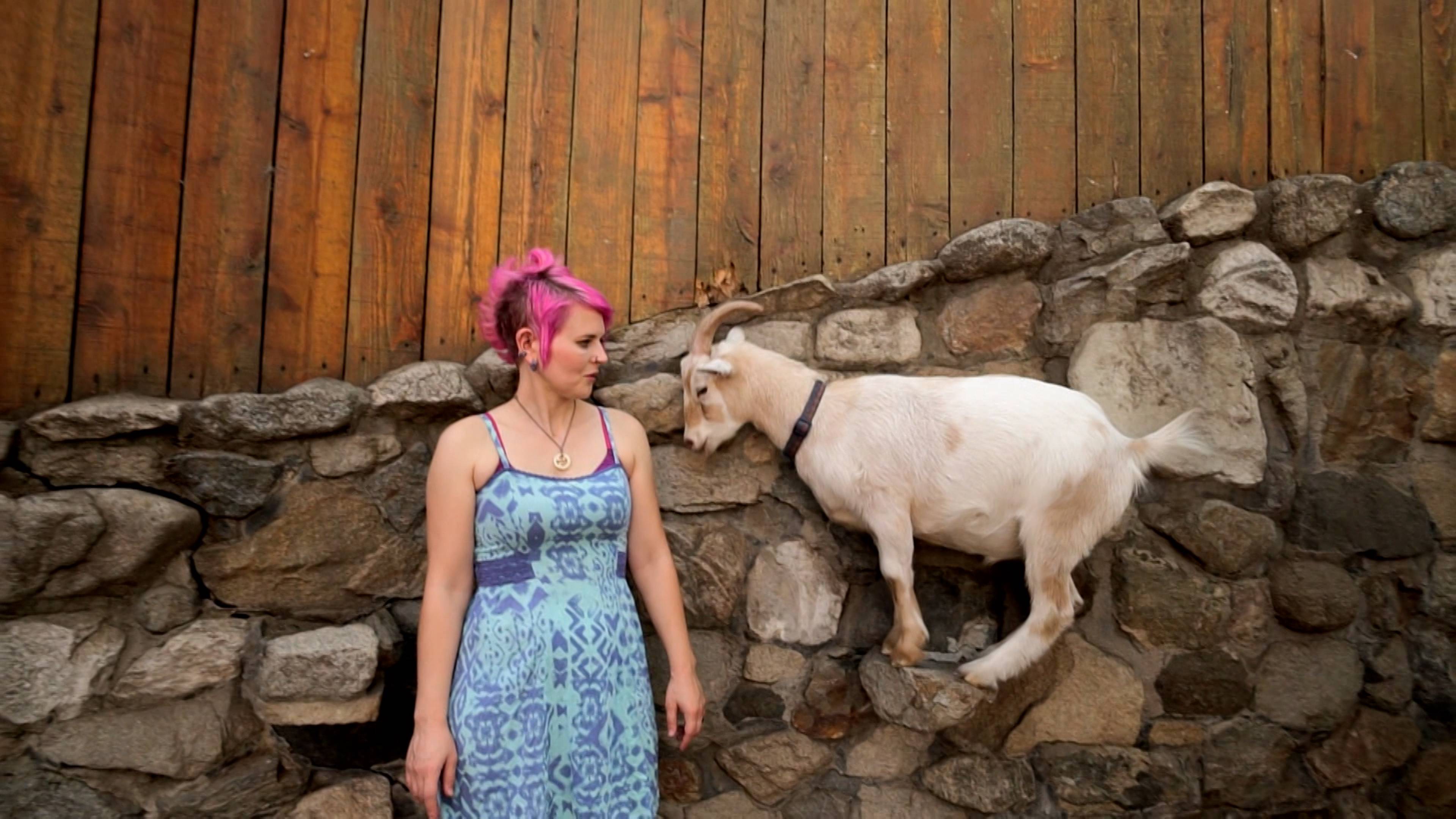 Pygmy Goat Playground