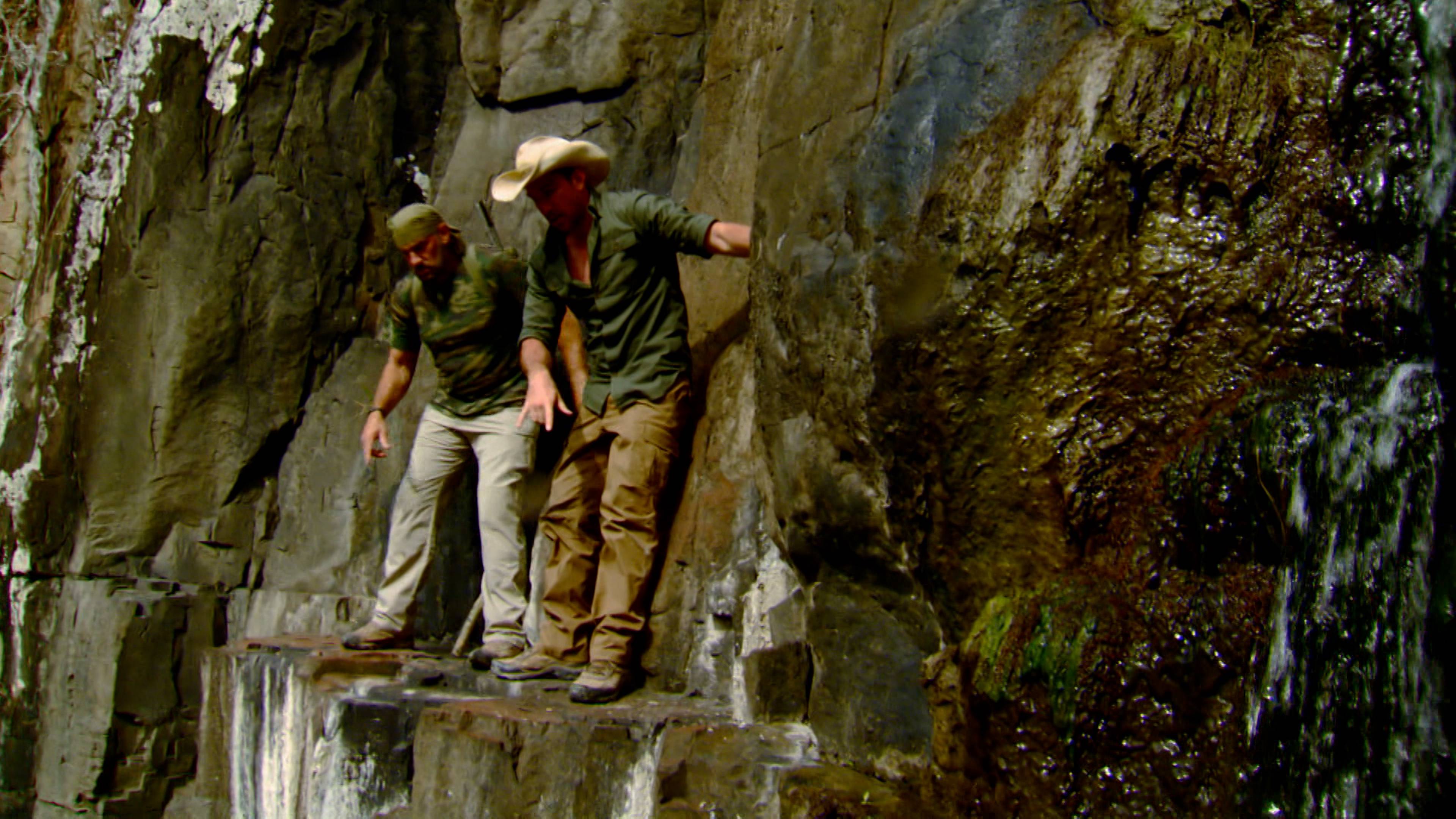 ملاحقة الأسود