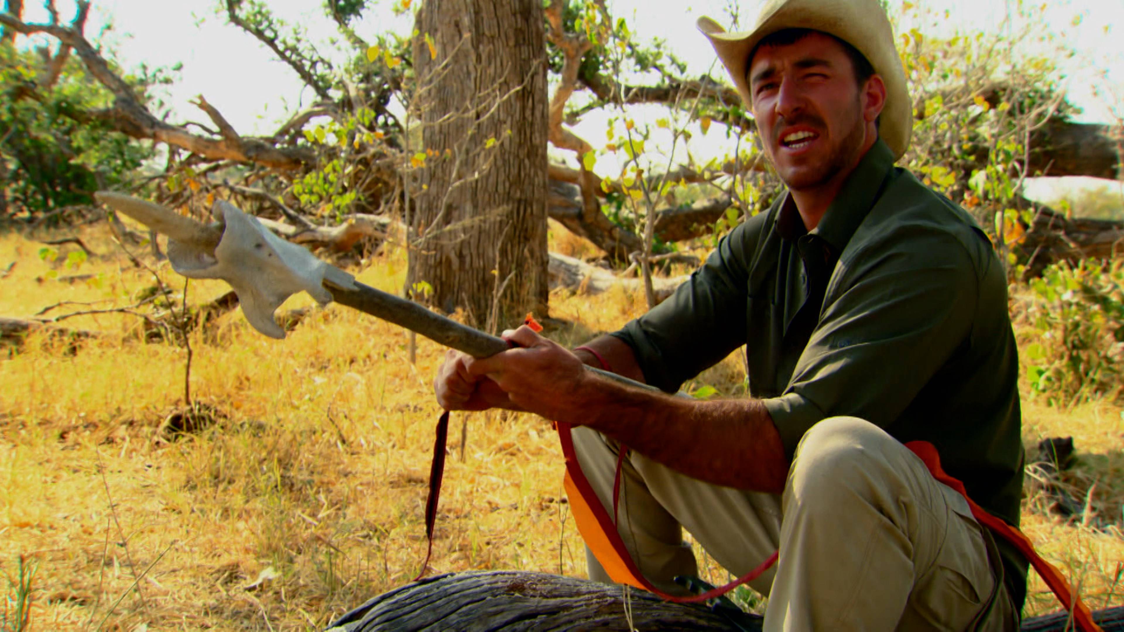 هجوم الفيلة