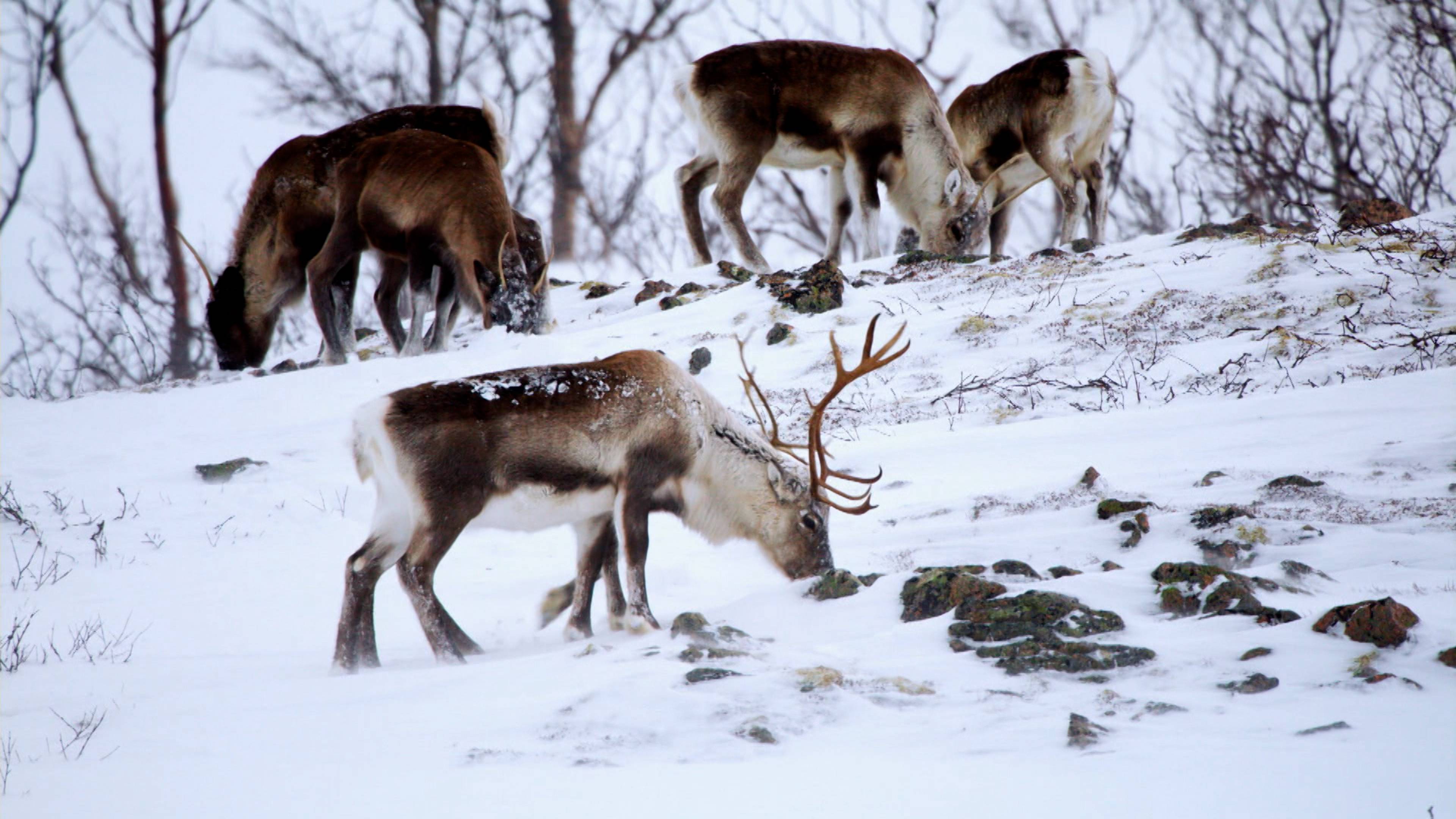إرث مكتسب بشق الأنفس