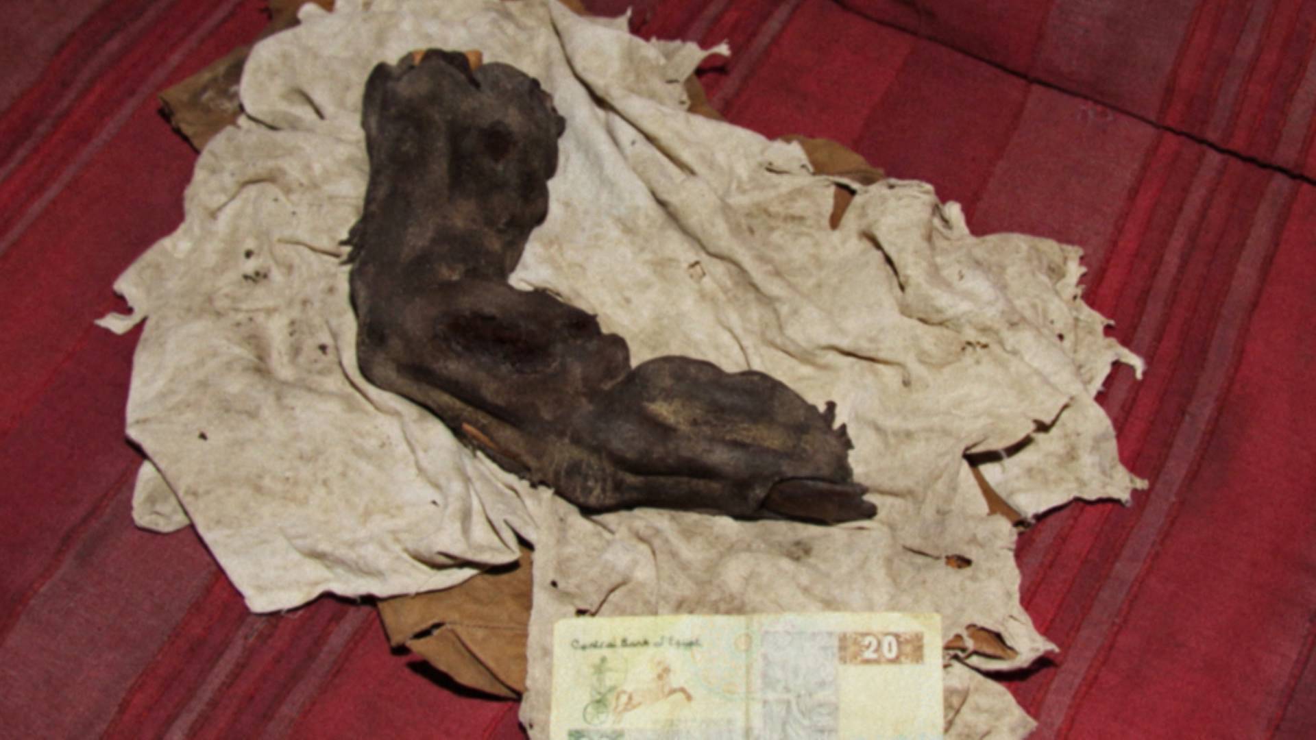 Mummified Finger Of A Giant, Independence Day ...