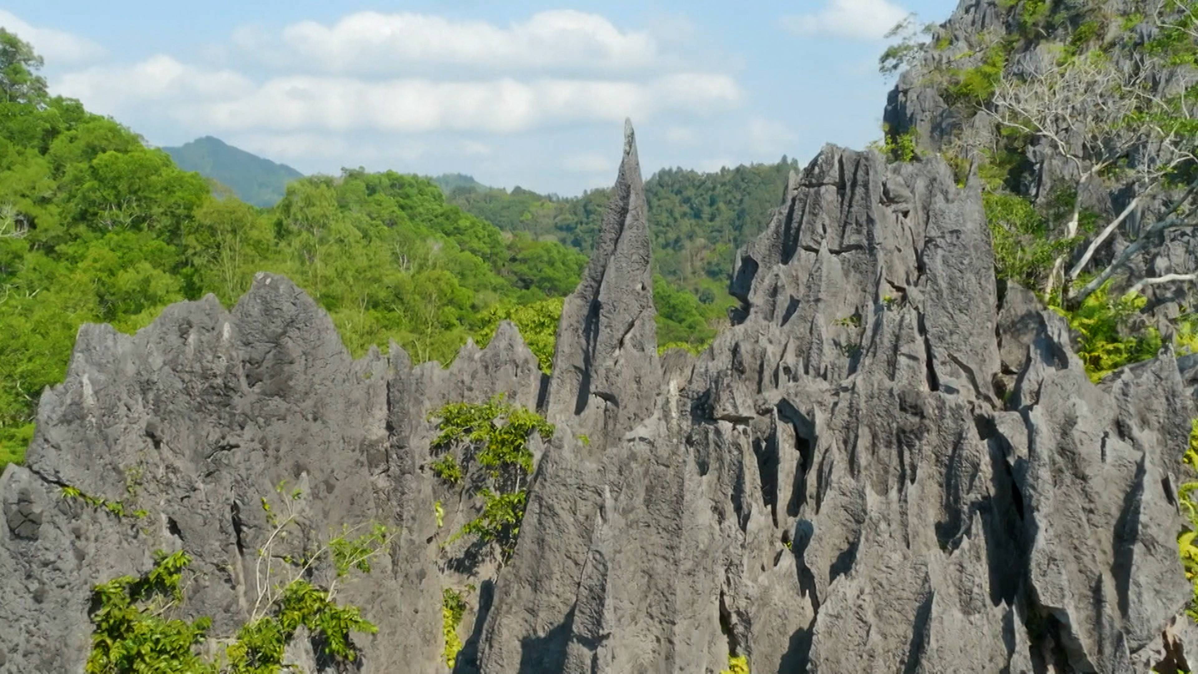 Mysteries of the Rainforest