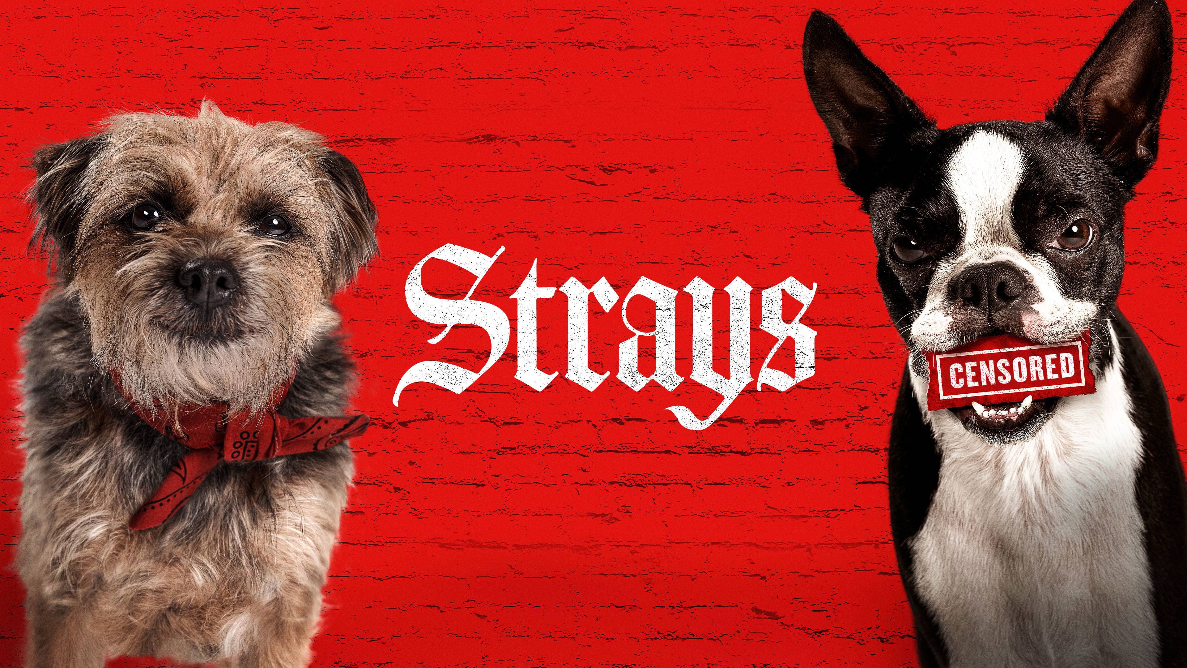 Watch Strays Online Available in HD on OSN+